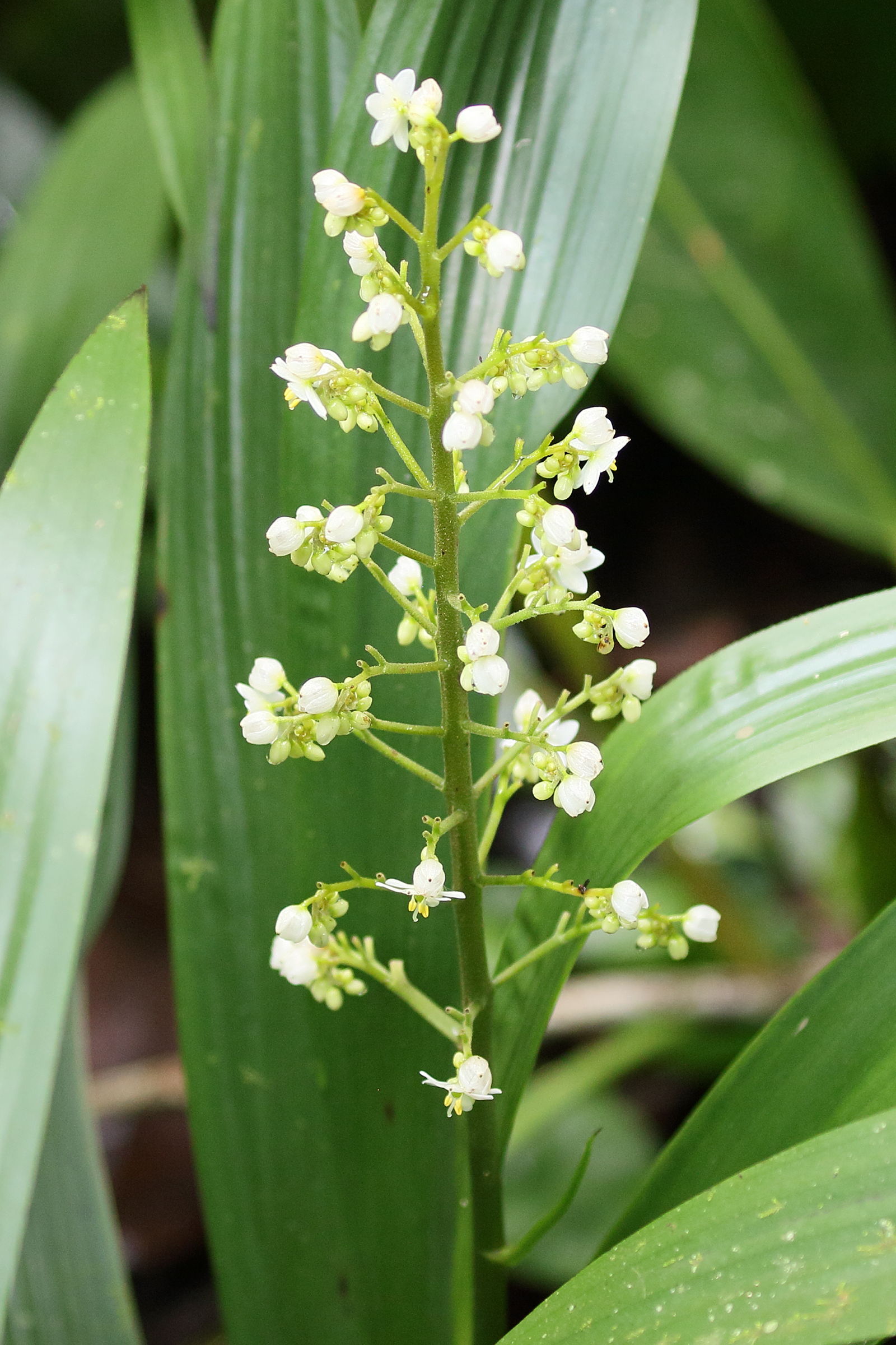 xiphidium_caeruleum2bd