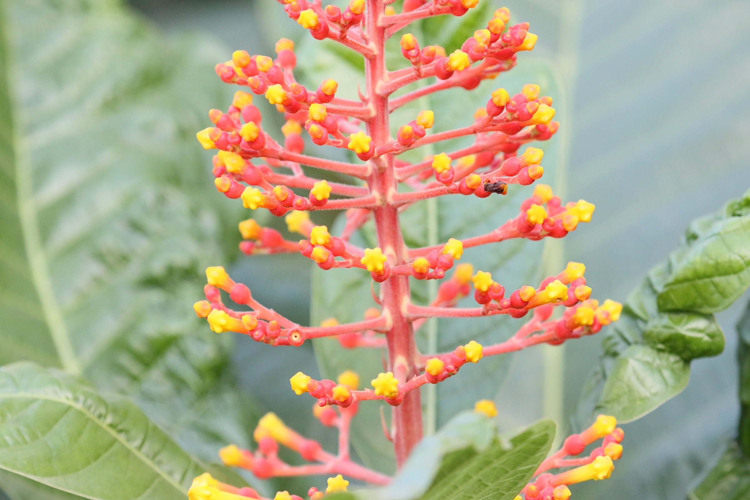 palicourea_guianensis2md