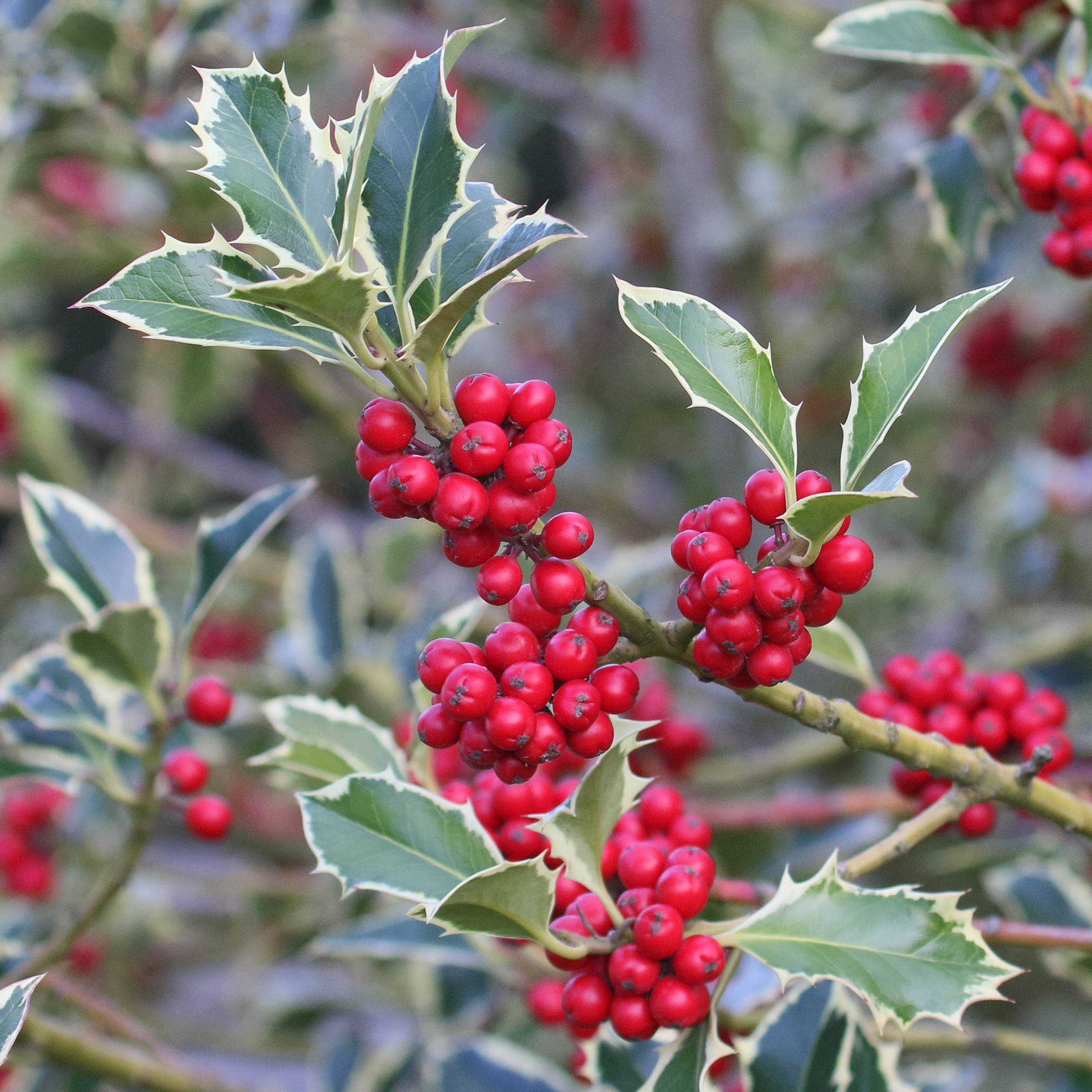 ilex_aquifolium7md
