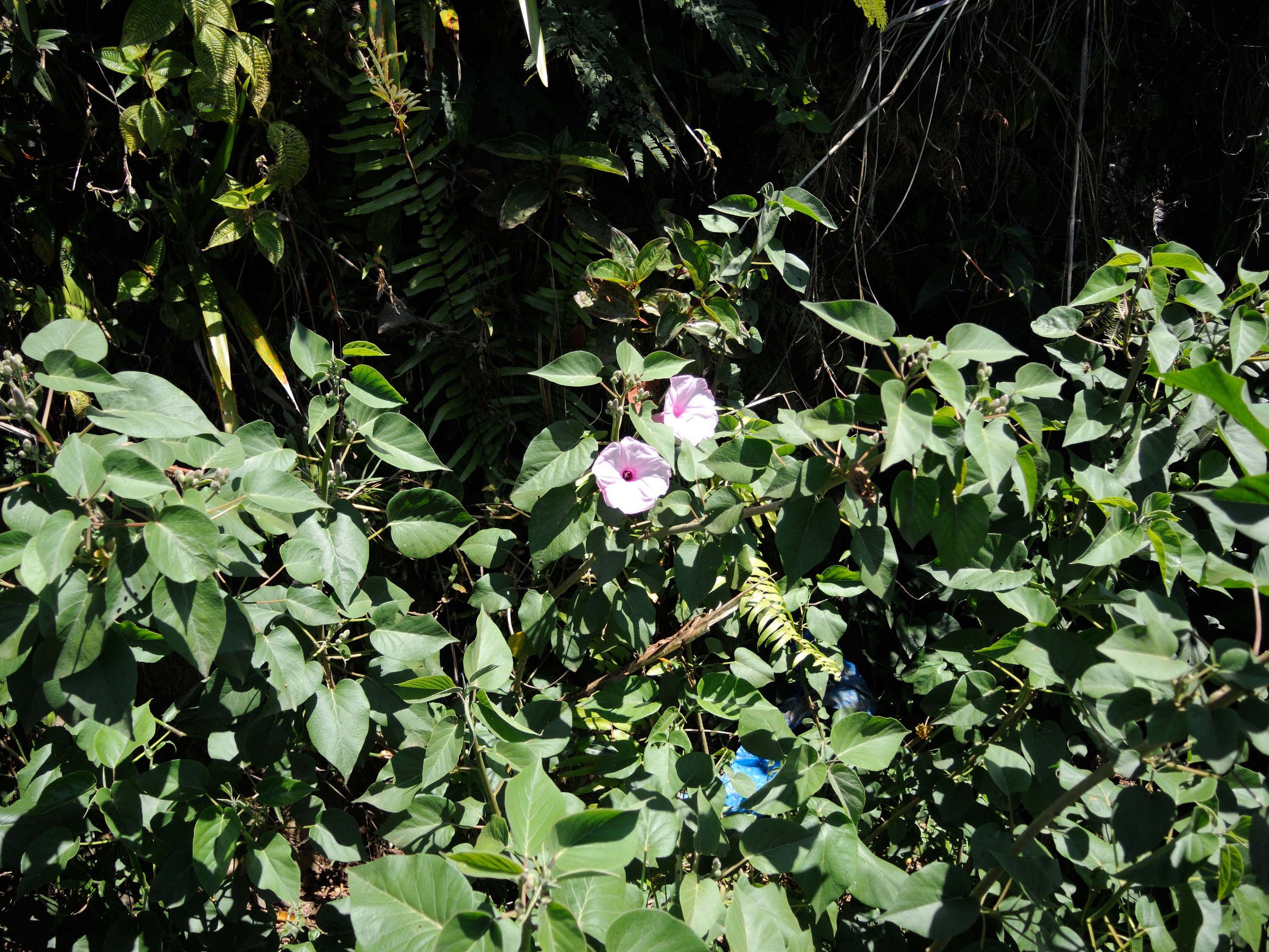 ipomoea_carnea1md