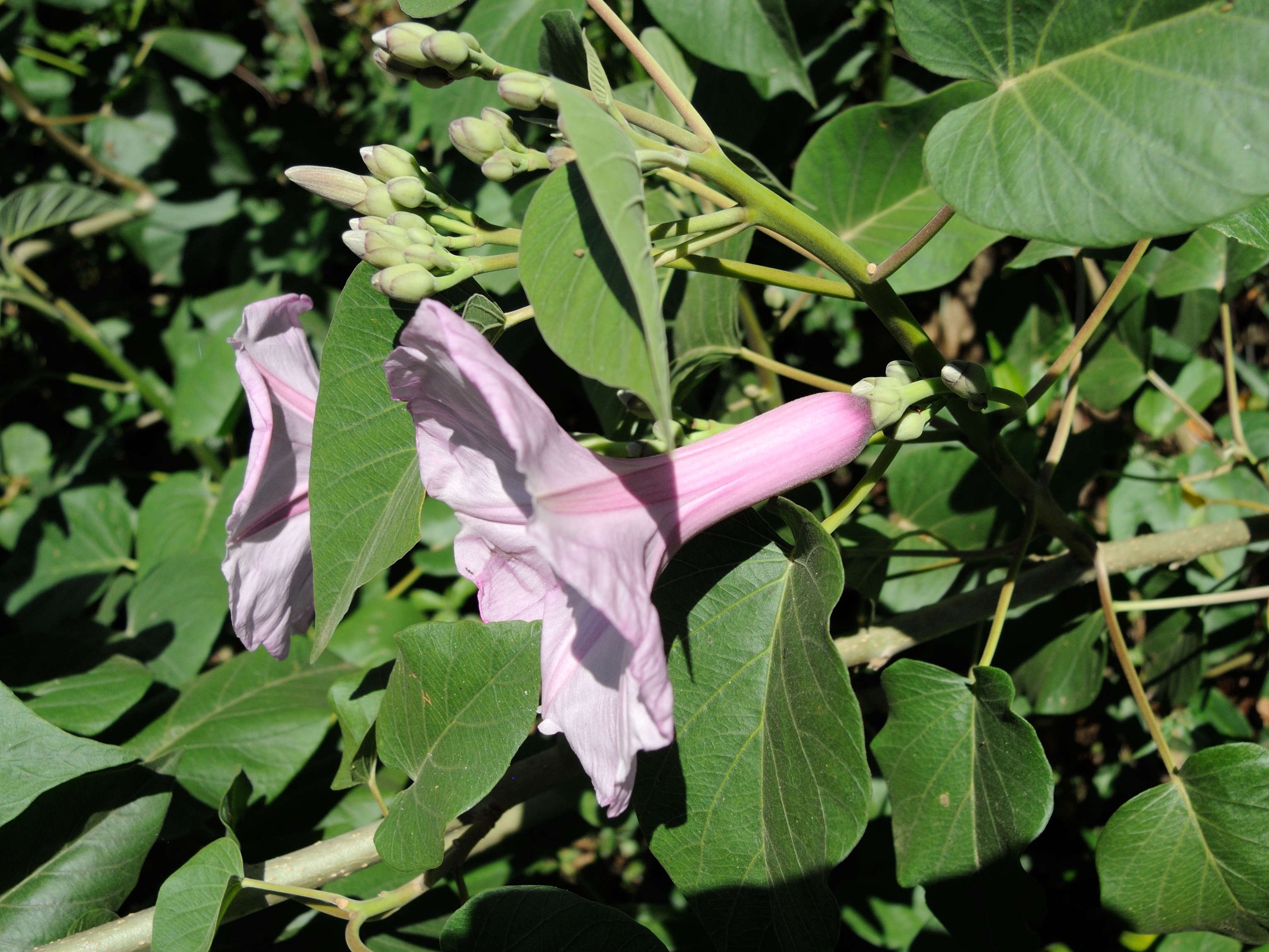 ipomoea_carnea2md
