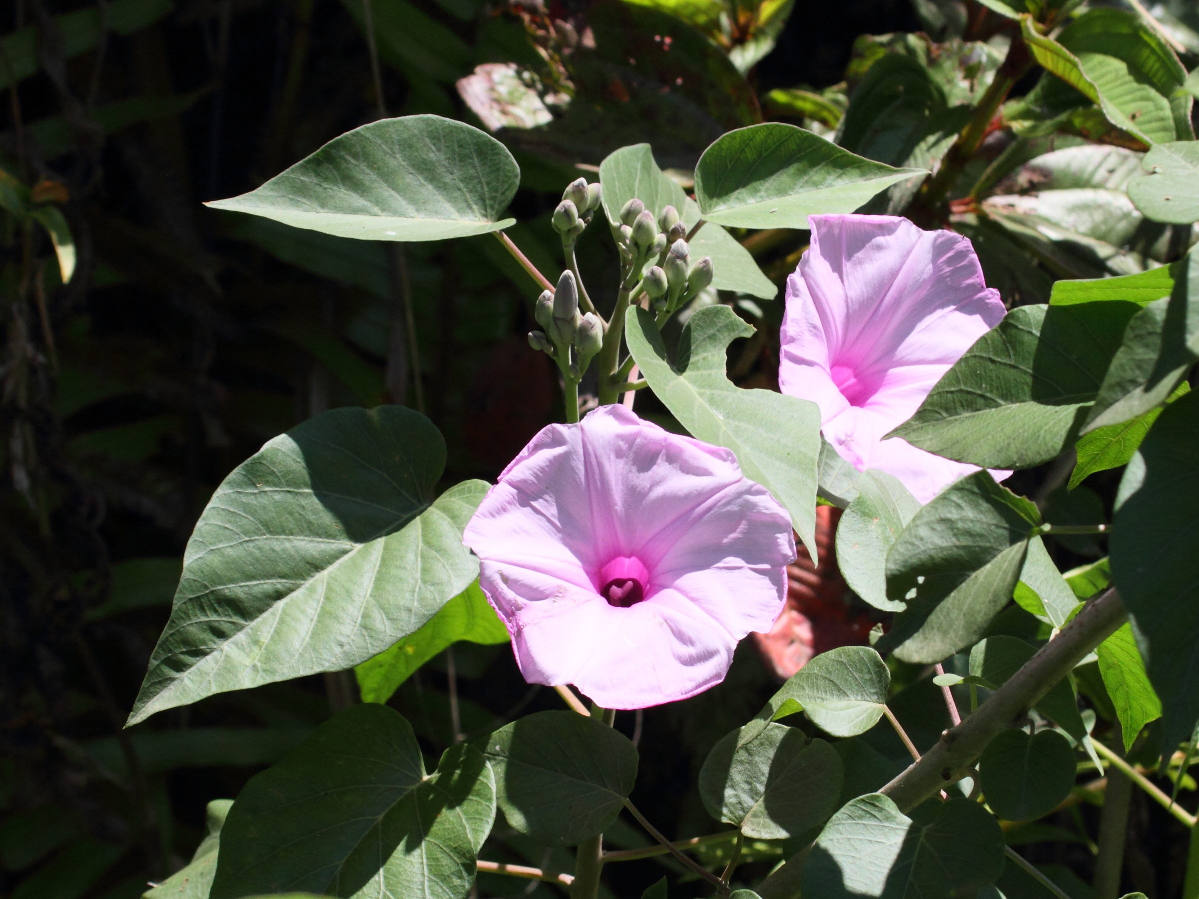 ipomoea_carnea3bd
