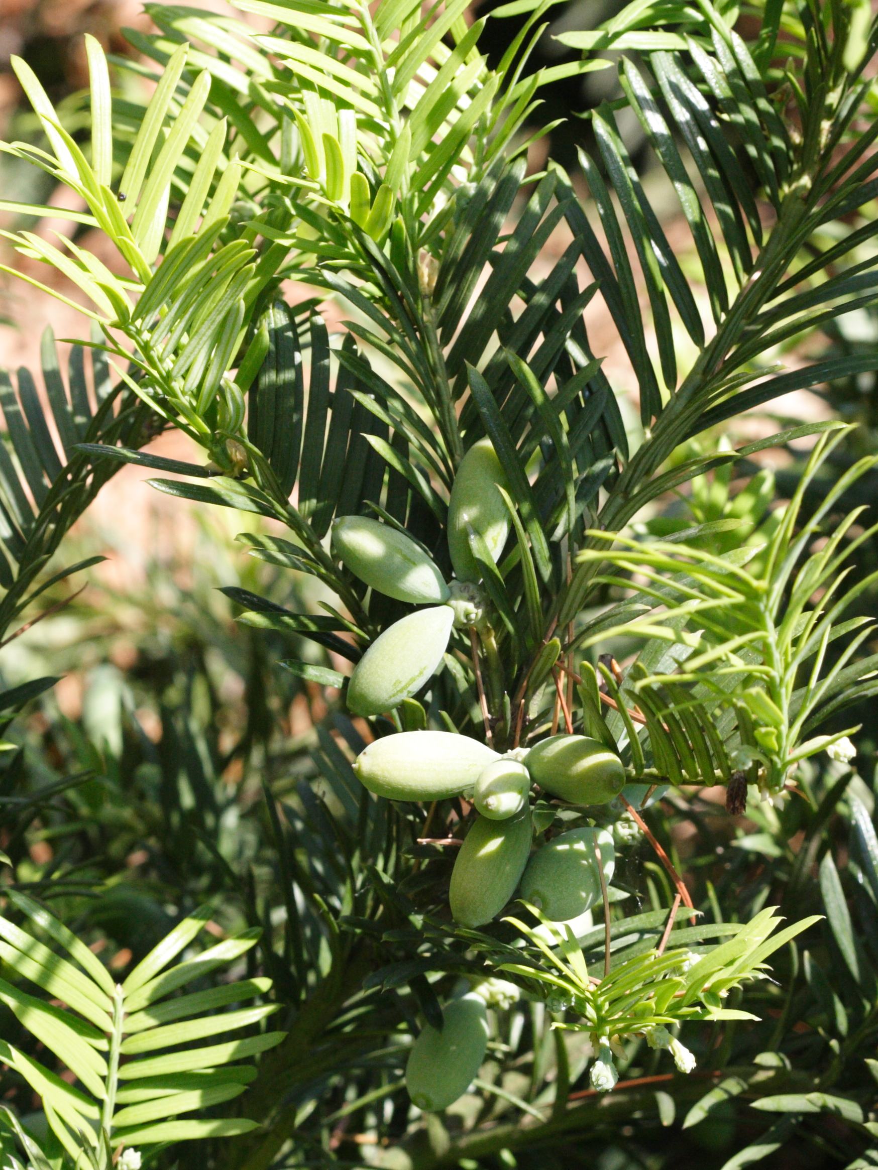 Afficher le média cephalotaxus_harringtonii4md cephalotaxus_harringtonii4md
