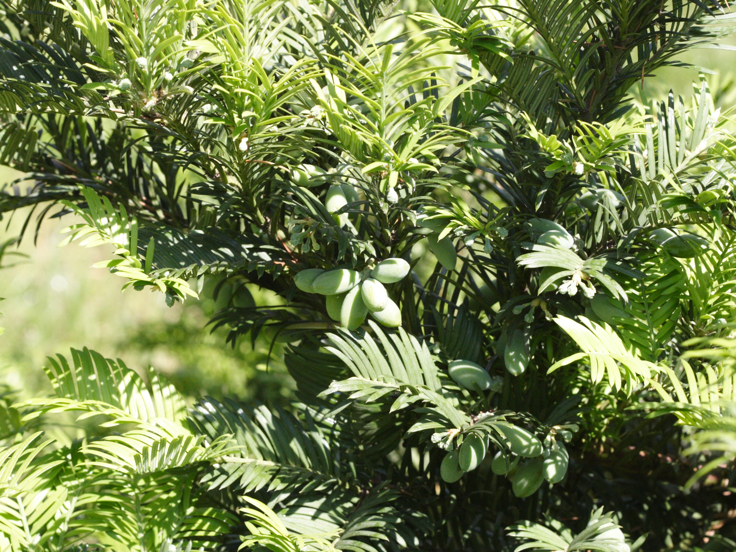Afficher le média cephalotaxus_harringtonii5md cephalotaxus_harringtonii5md