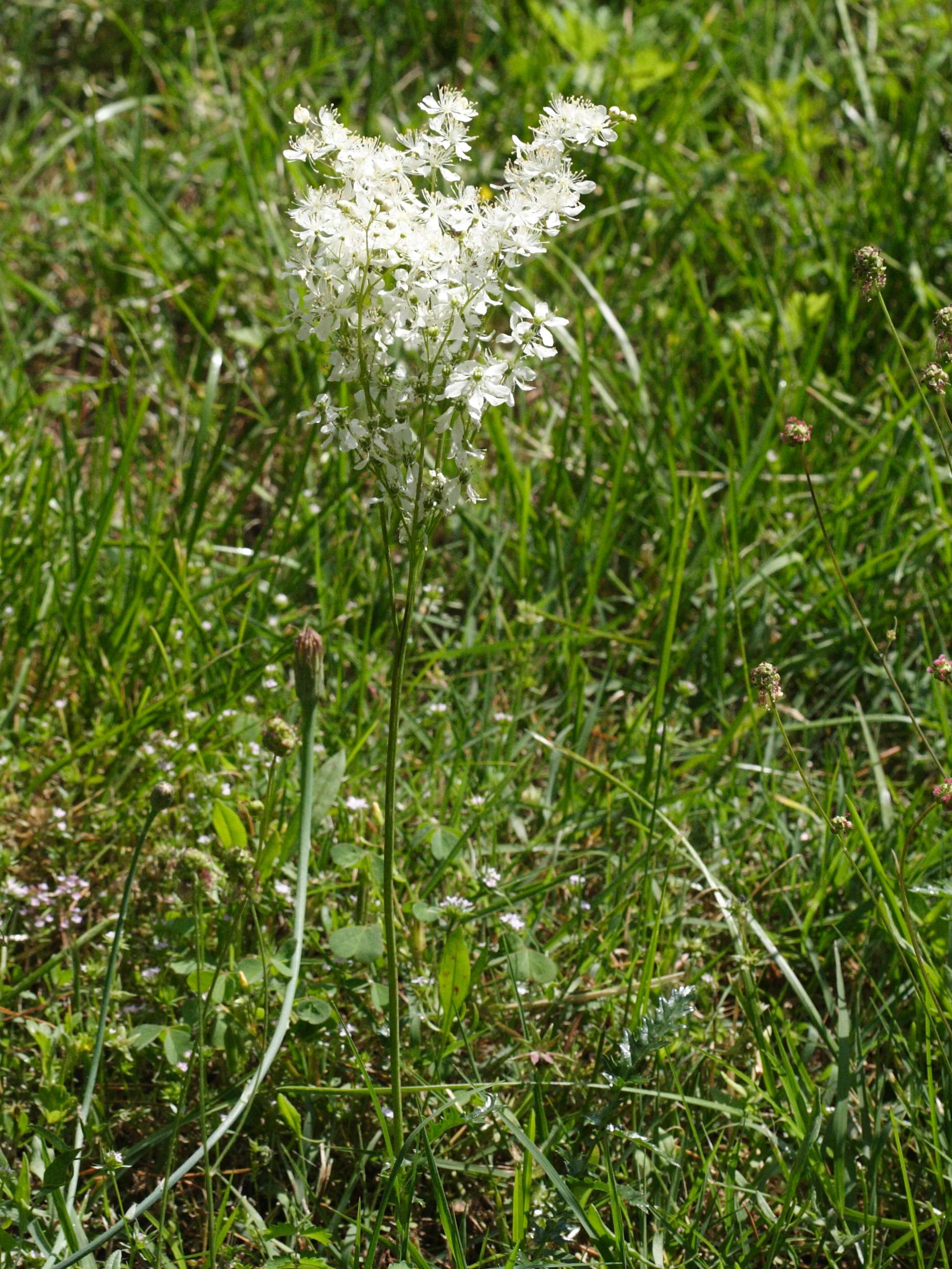 Afficher le média filipendula_vulgaris4md filipendula_vulgaris4md