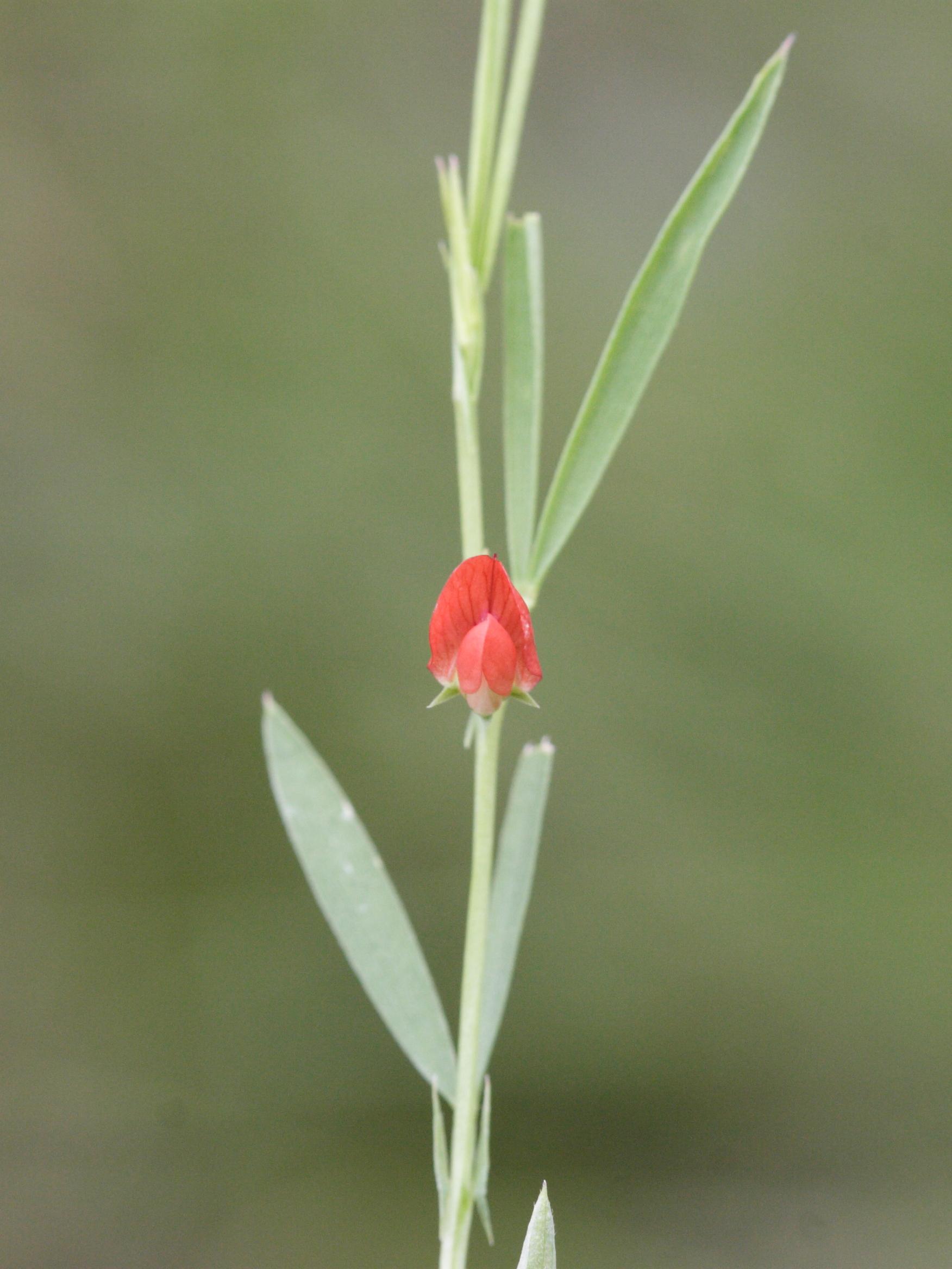 lathyrus_sphaericus1md