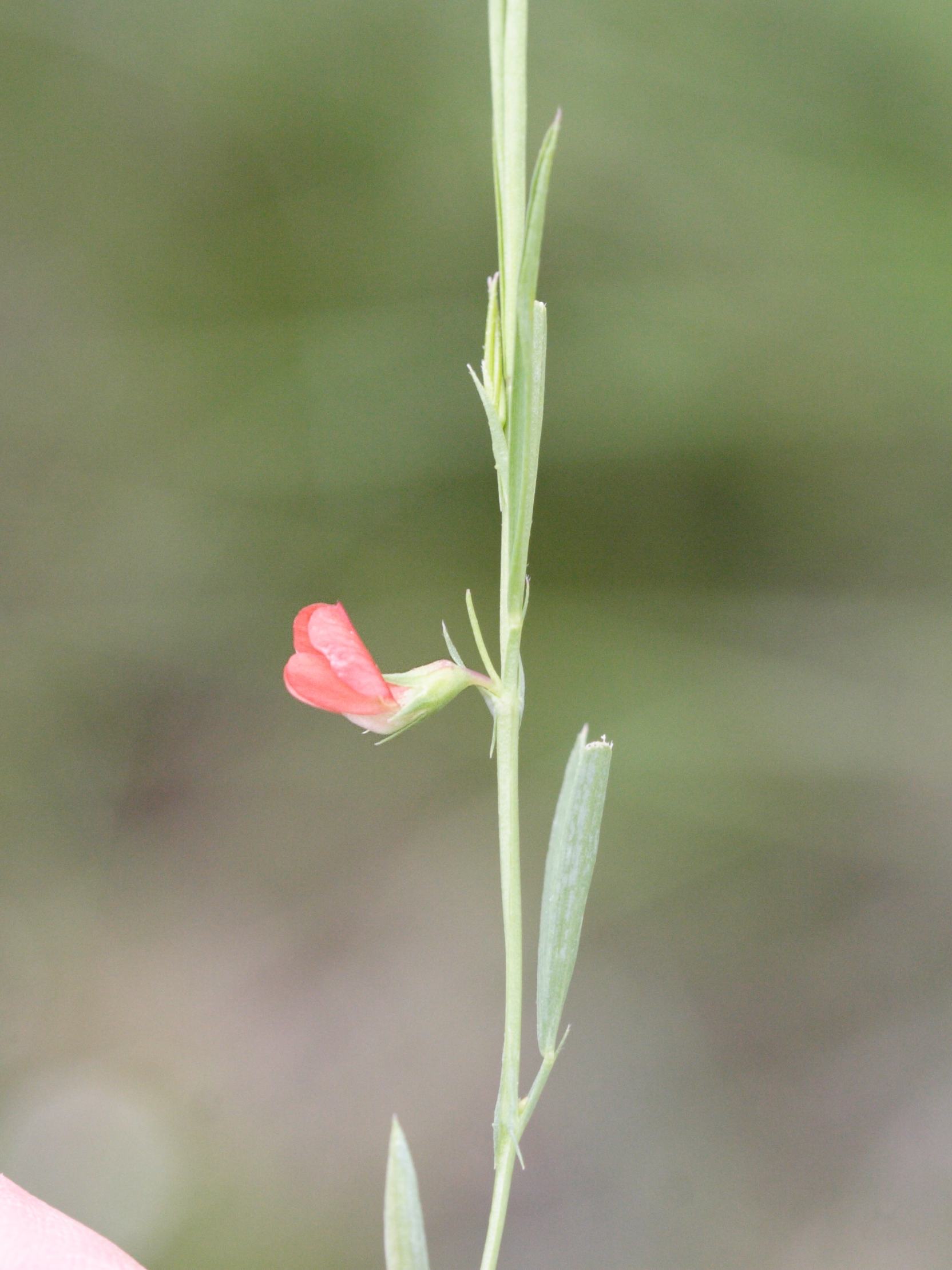lathyrus_sphaericus2md