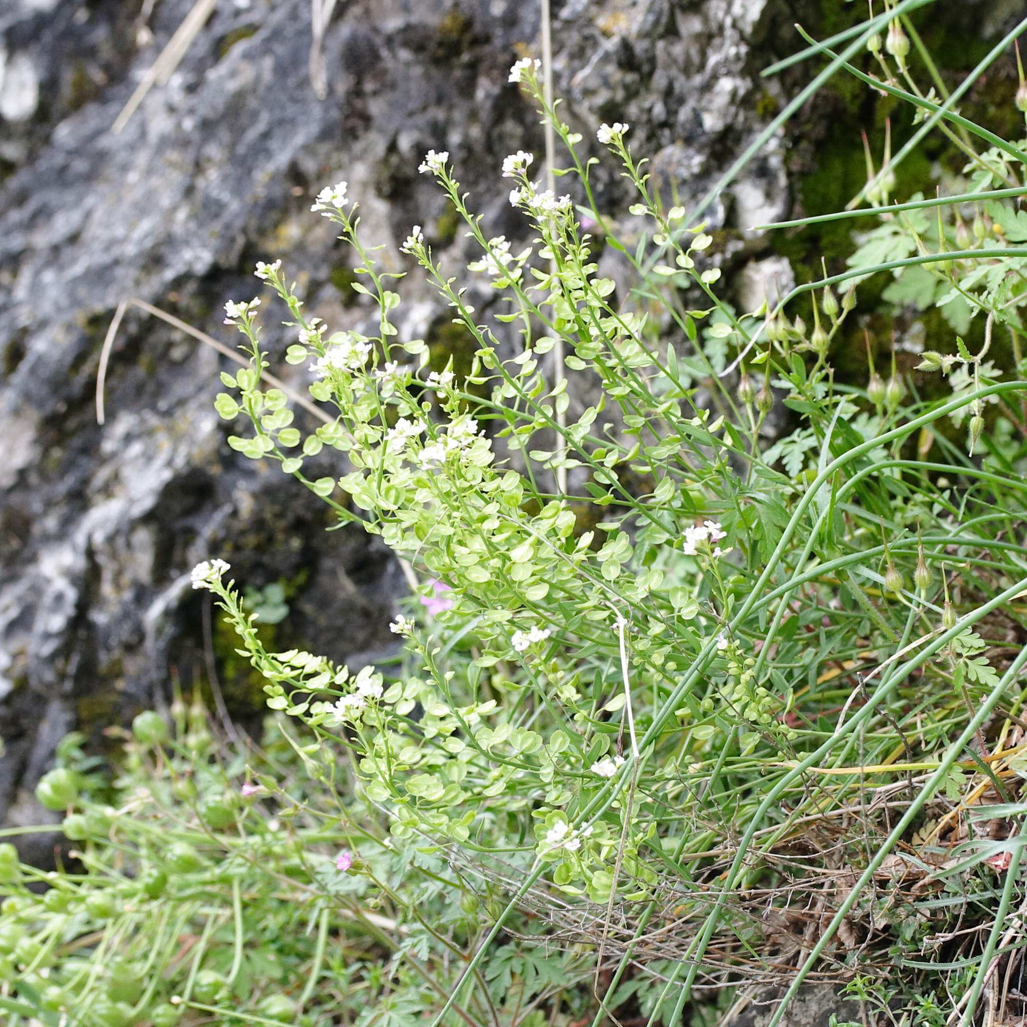 Afficher le média aethionema_saxatile1md aethionema_saxatile1md