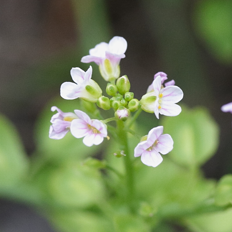 Afficher le média aethionema_saxatile2md aethionema_saxatile2md