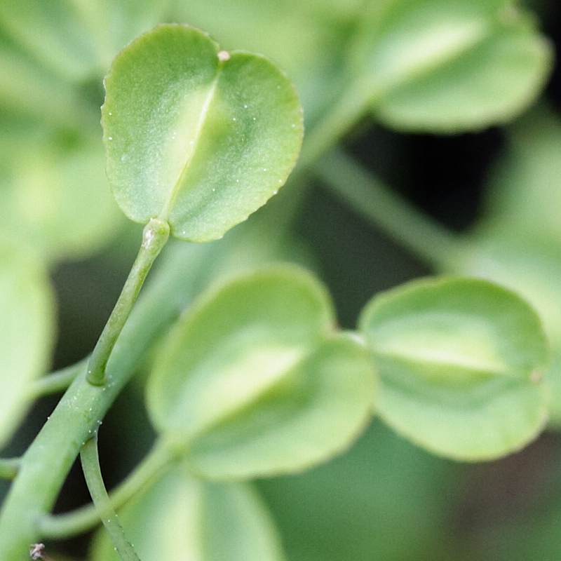 Afficher le média aethionema_saxatile3md aethionema_saxatile3md