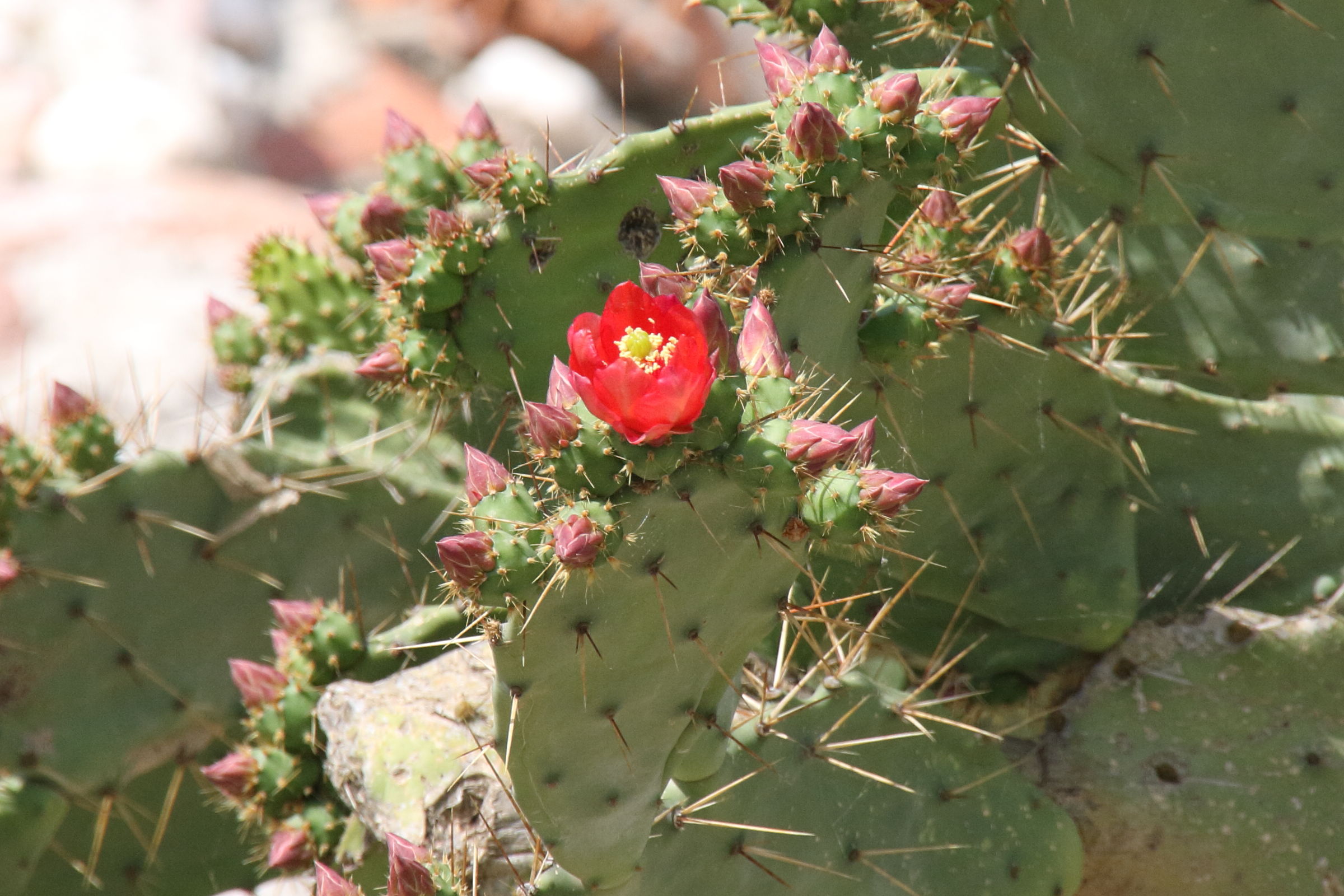 opuntia_elatior5bd