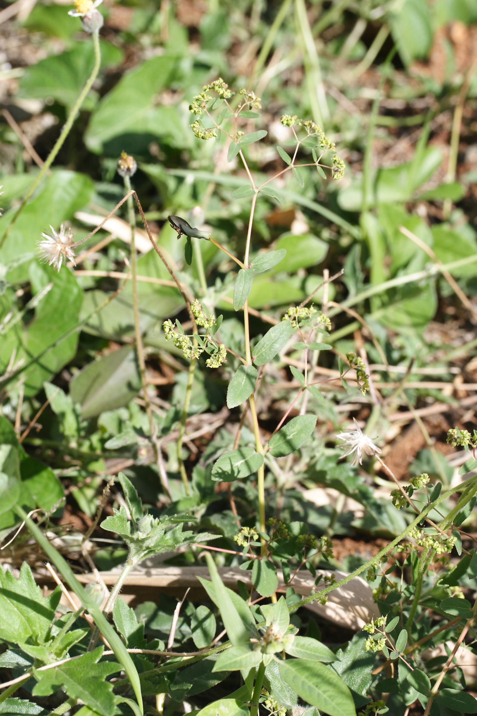 Afficher le média euphorbia_hyssopifolia1md euphorbia_hyssopifolia1md