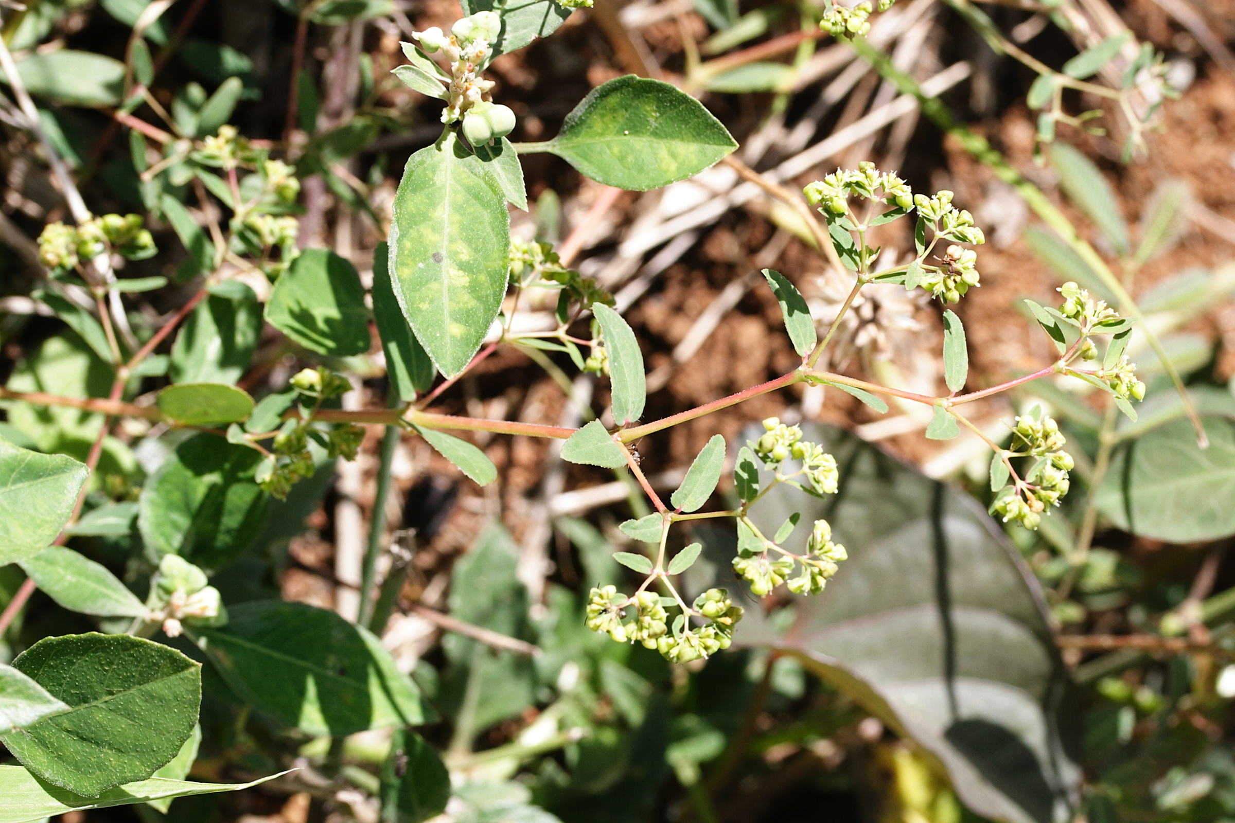 Afficher le média euphorbia_hyssopifolia2md euphorbia_hyssopifolia2md