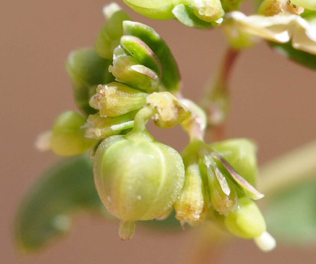 Afficher le média euphorbia_hyssopifolia4md euphorbia_hyssopifolia4md