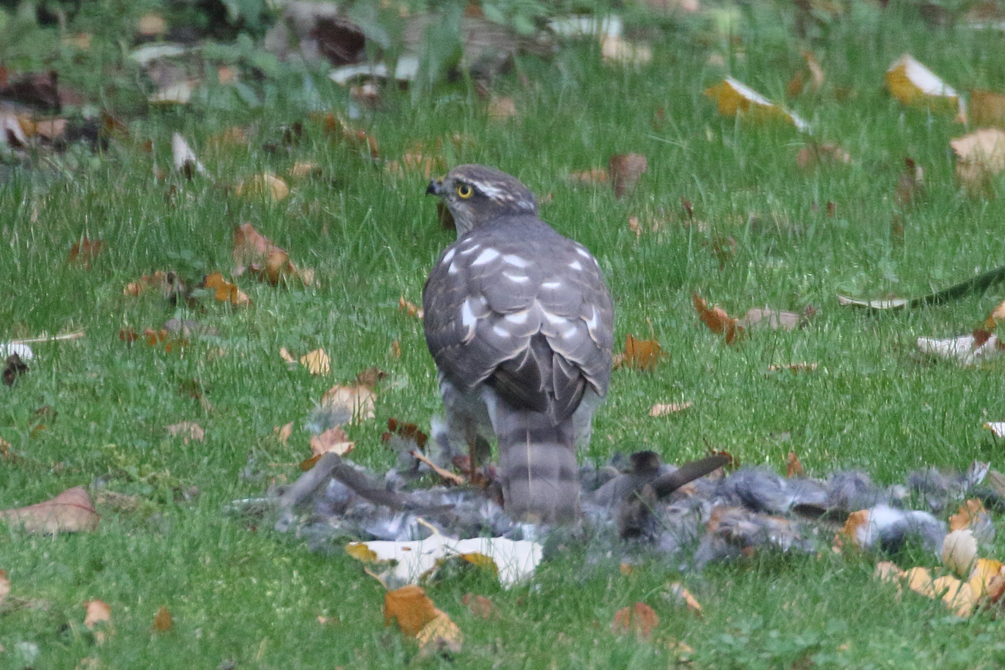 Afficher le média epervier_d-europe_-_accipiter_nisus10md epervier_d-europe_-_accipiter_nisus10md