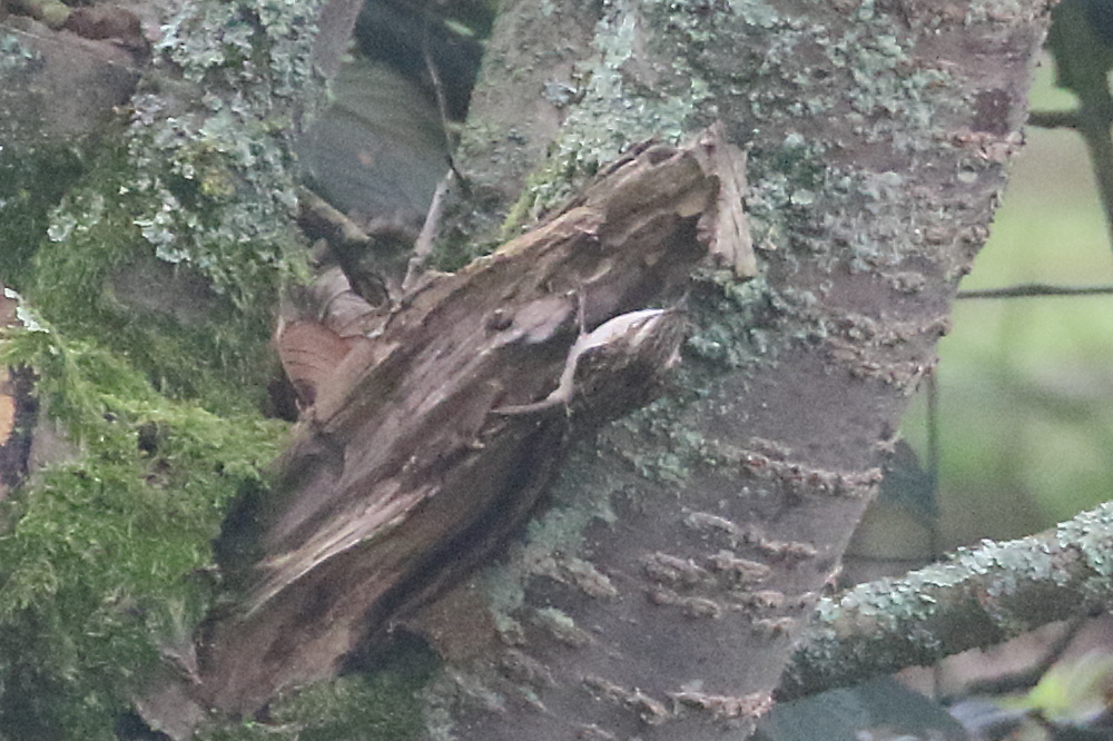 grimpereau_des_jardins_-_certhia_brachydactyla5bd