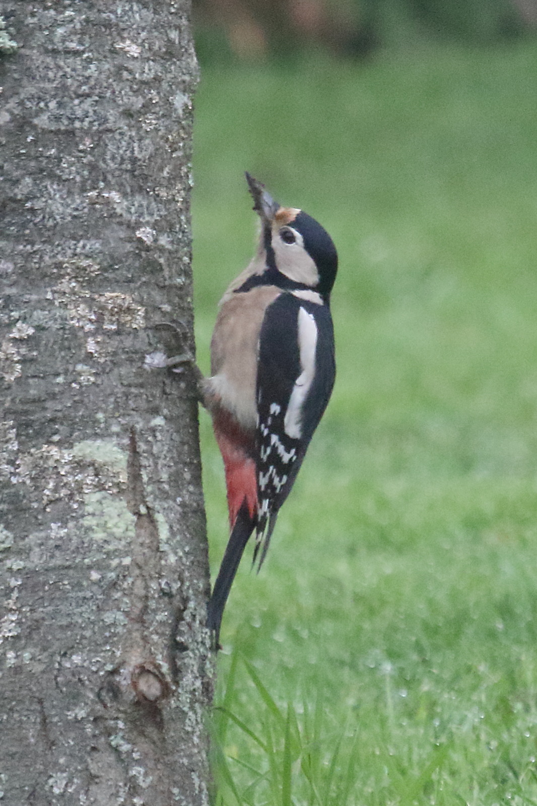 pic_epeiche_-_dendrocopos_major10md