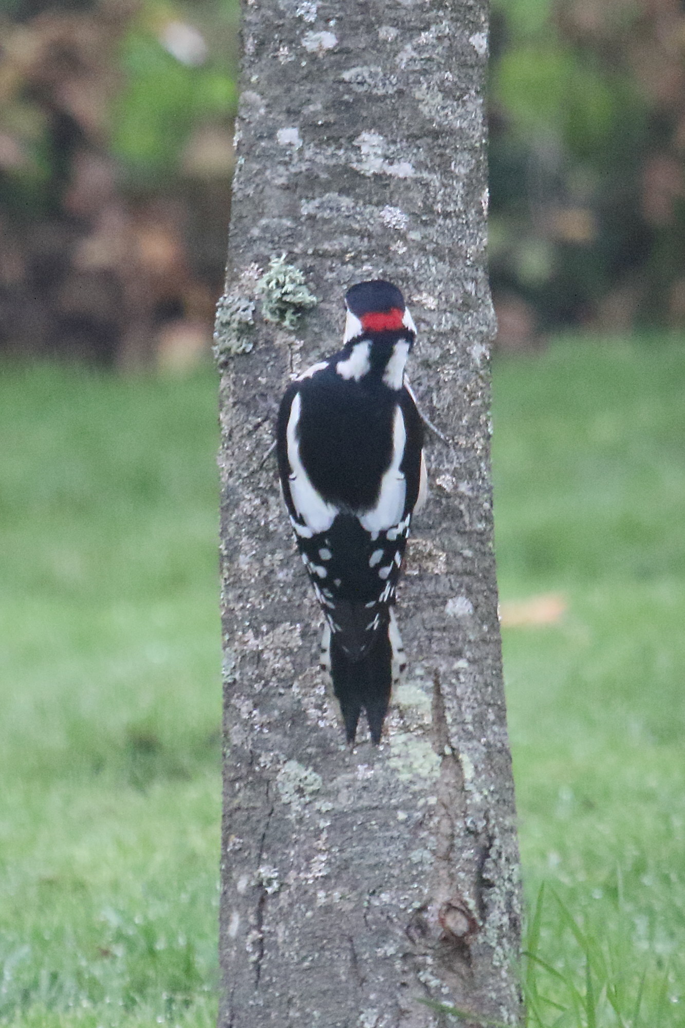 pic_epeiche_-_dendrocopos_major9md