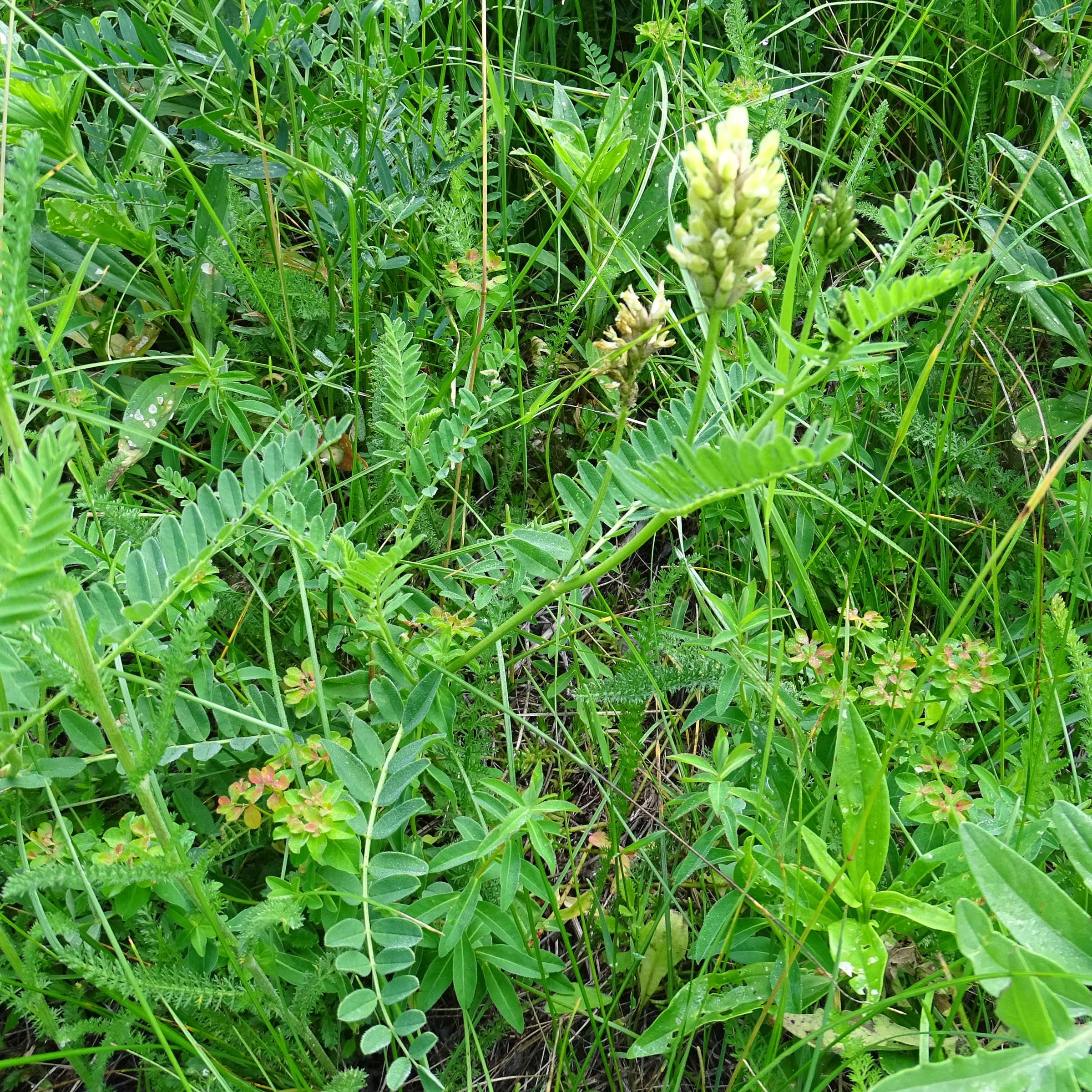 Afficher le média astragalus_cicer3mv astragalus_cicer3mv