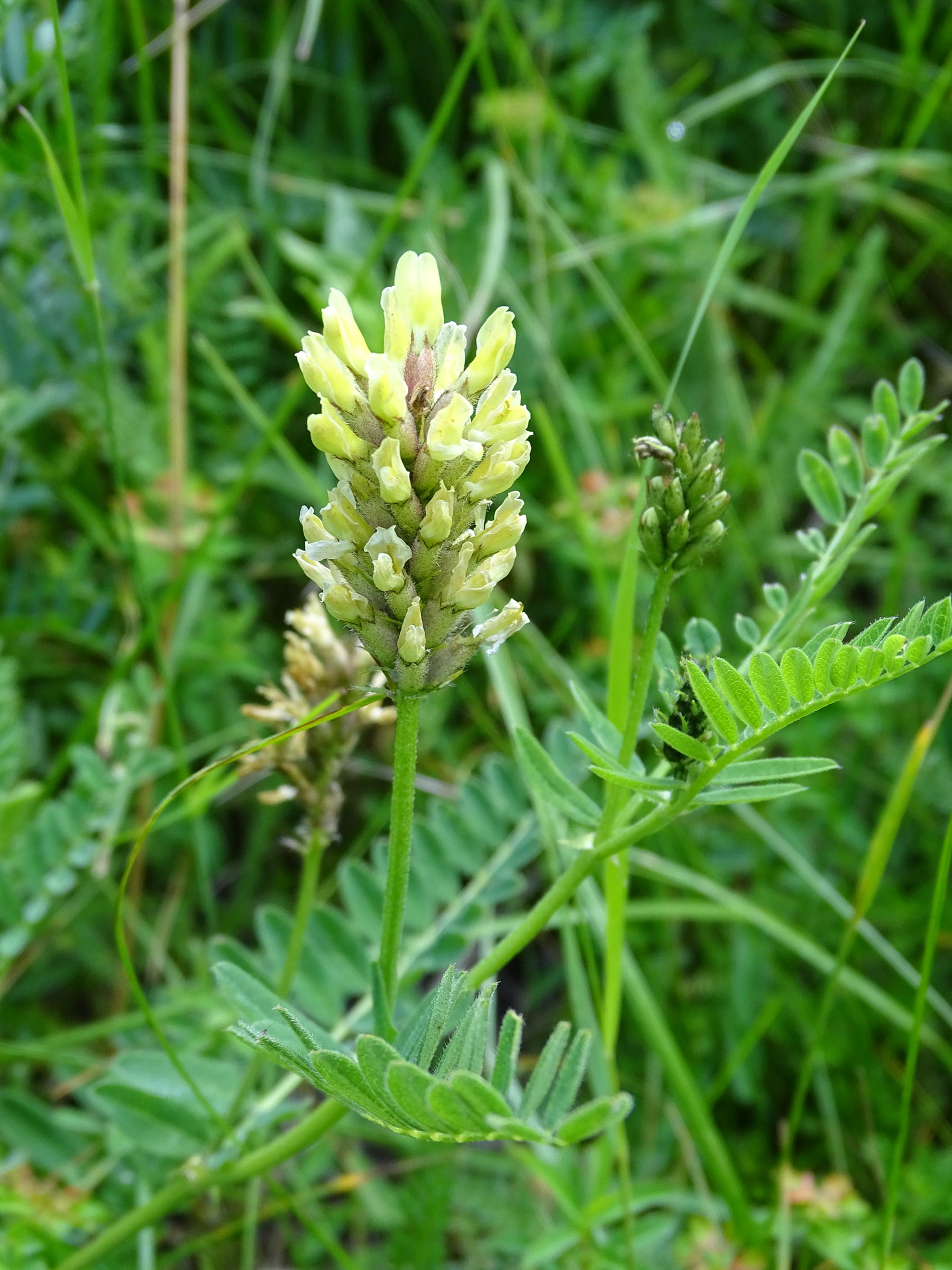 Afficher le média astragalus_cicer4mv astragalus_cicer4mv
