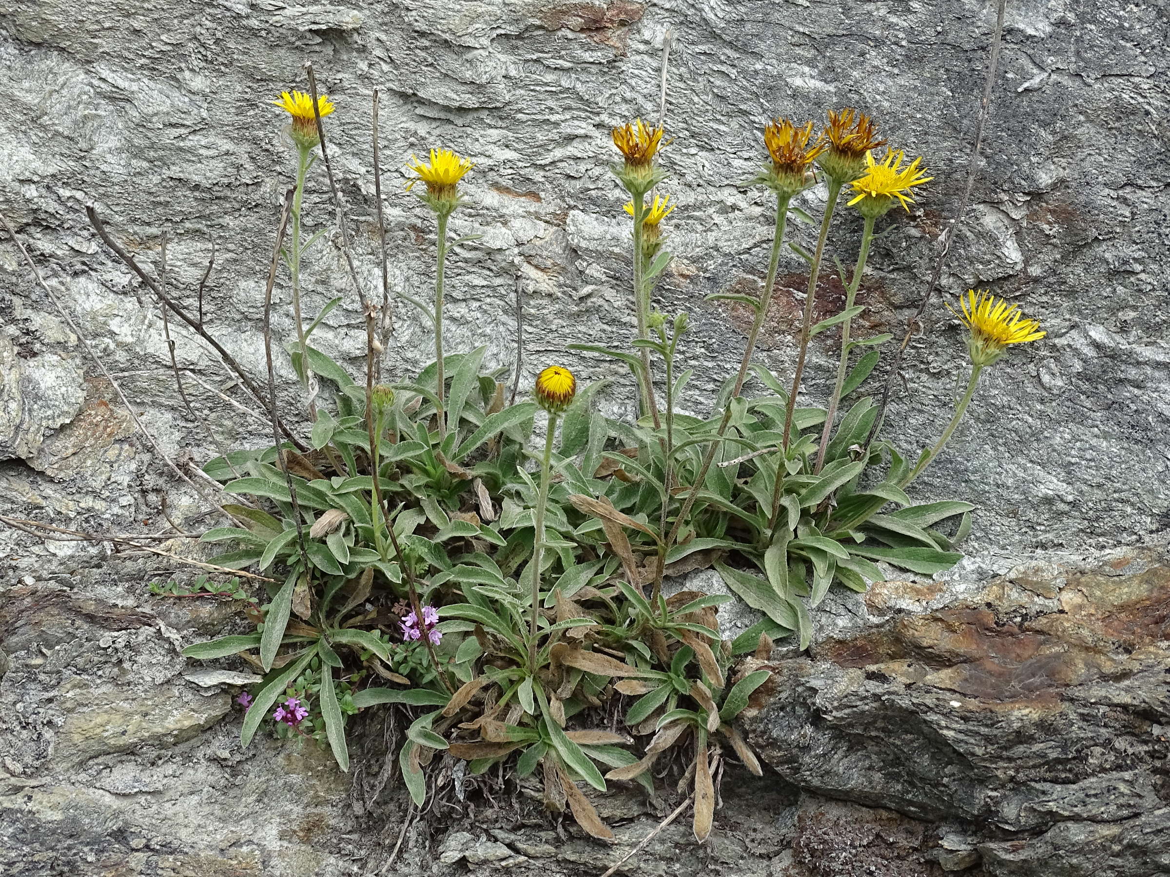 inula_montana3mv