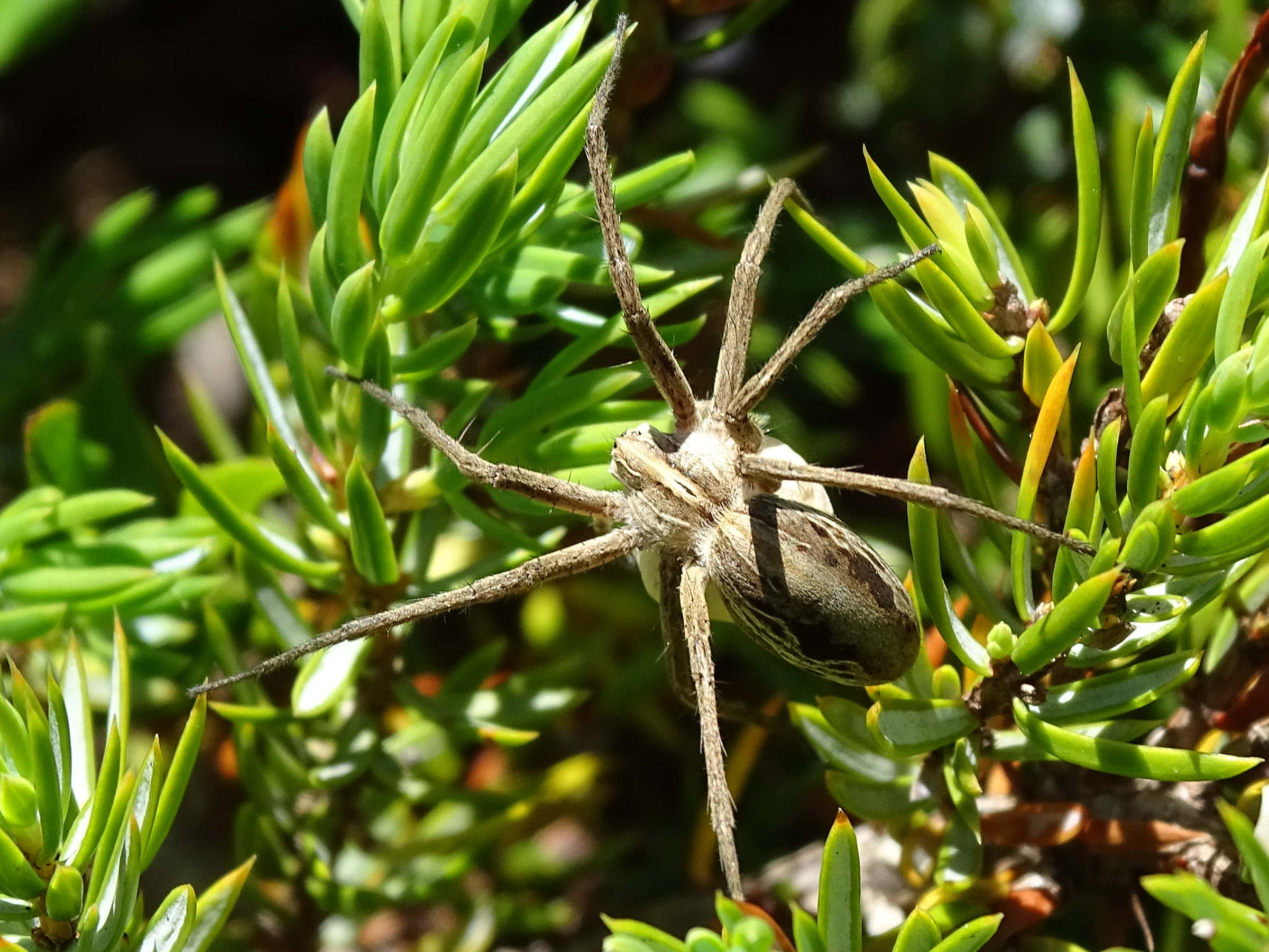 pisaura_mirabilis10mv