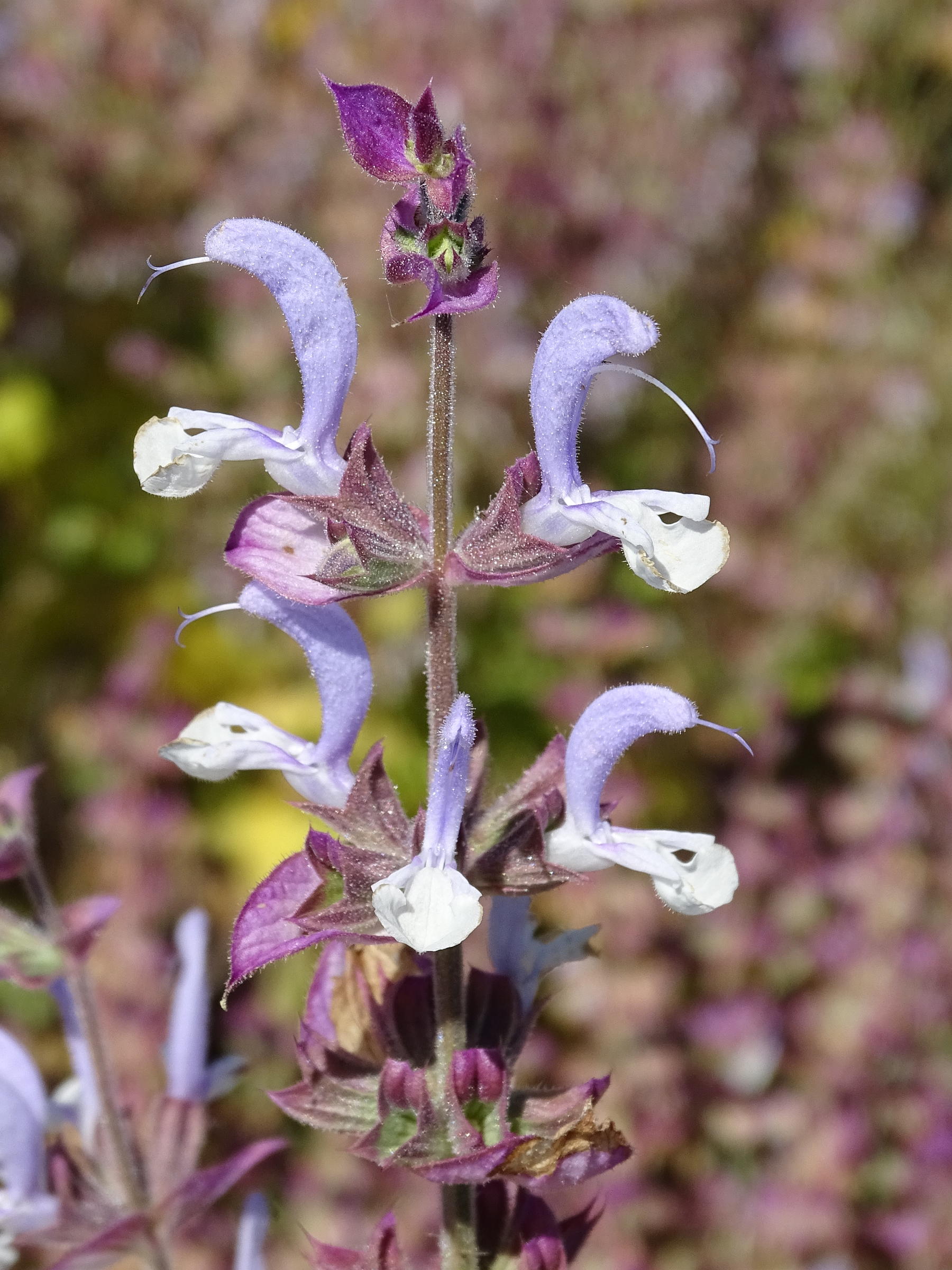 salvia_sclarea7mv