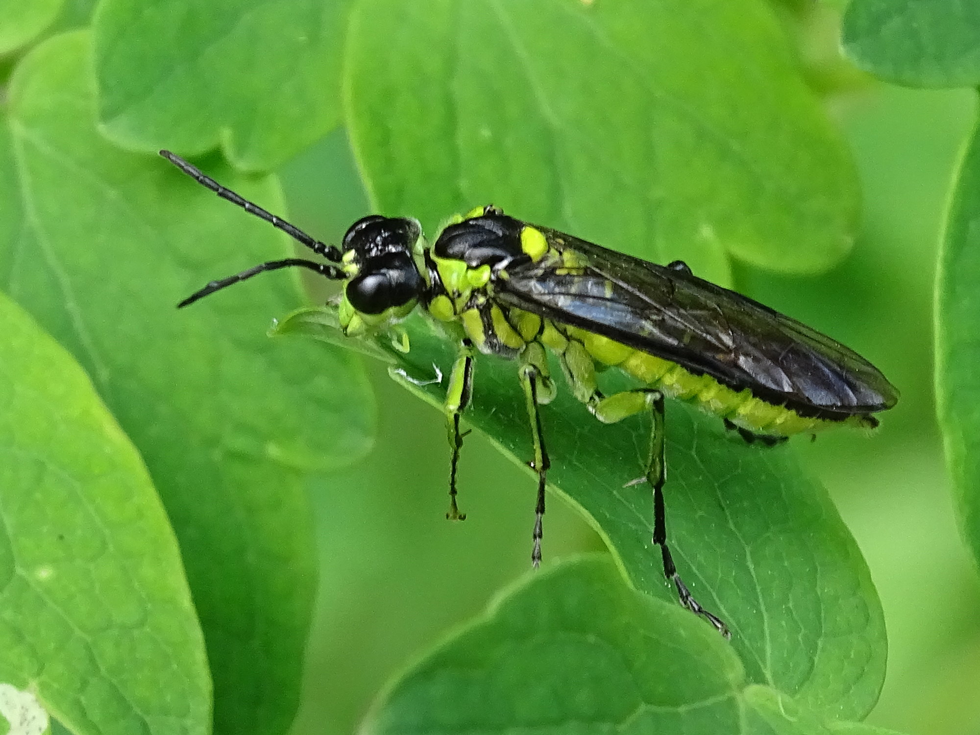 tenthredo_mesomela1mv