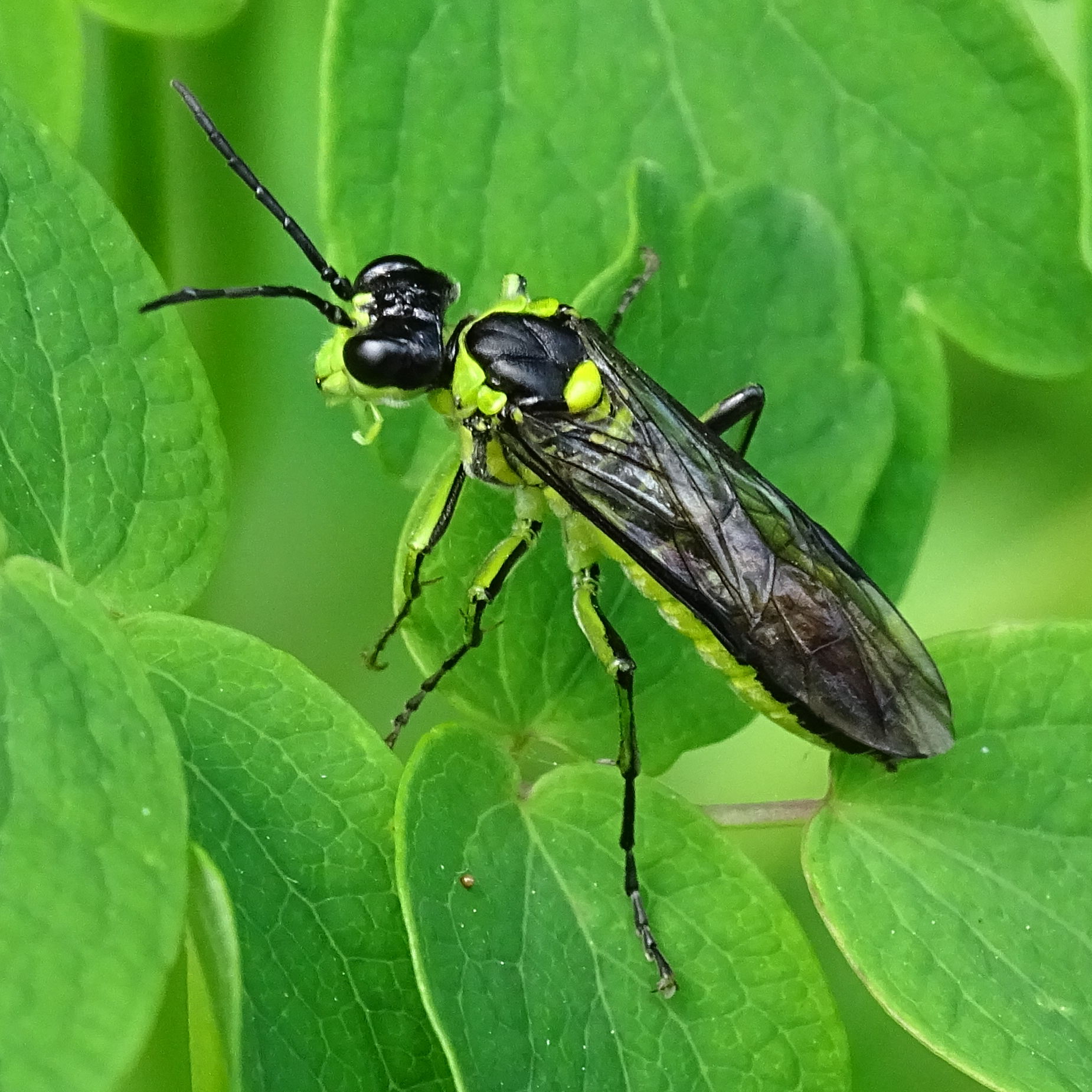 tenthredo_mesomela2mv