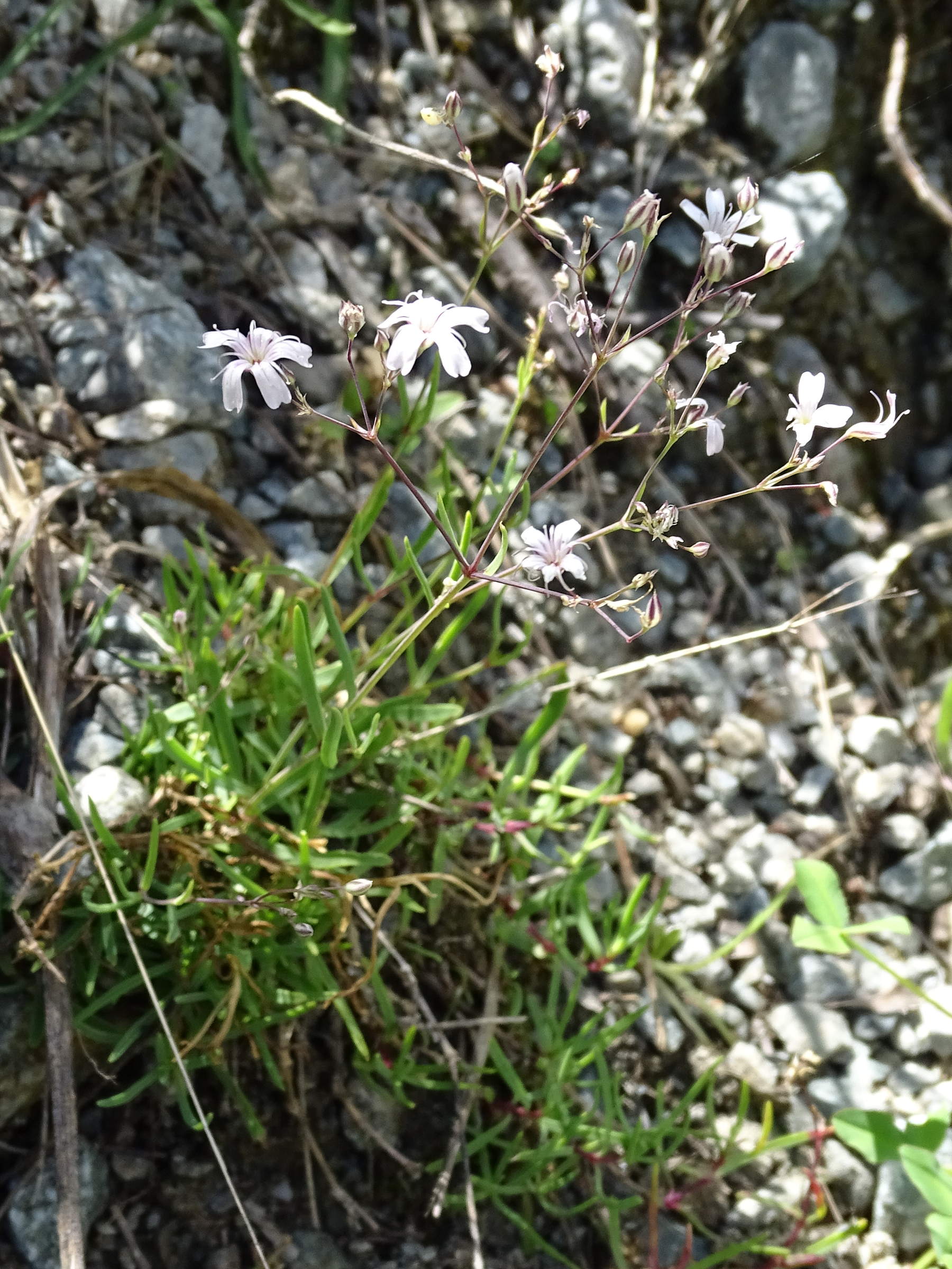gypsophila_repens5mv