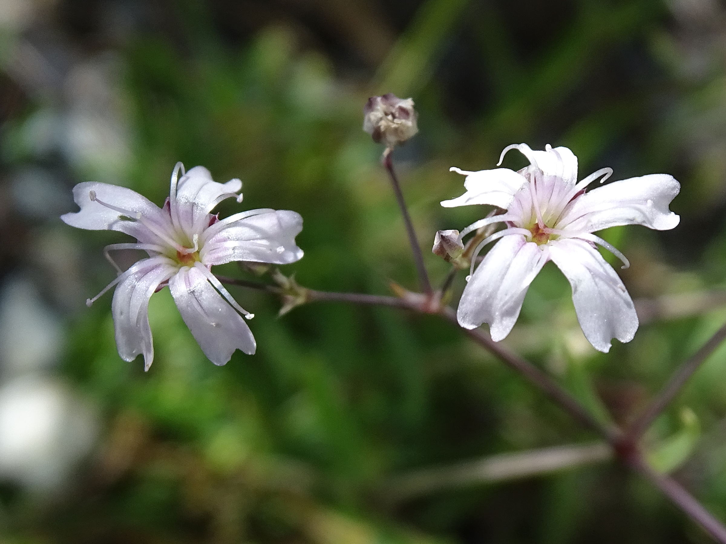 gypsophila_repens6mv