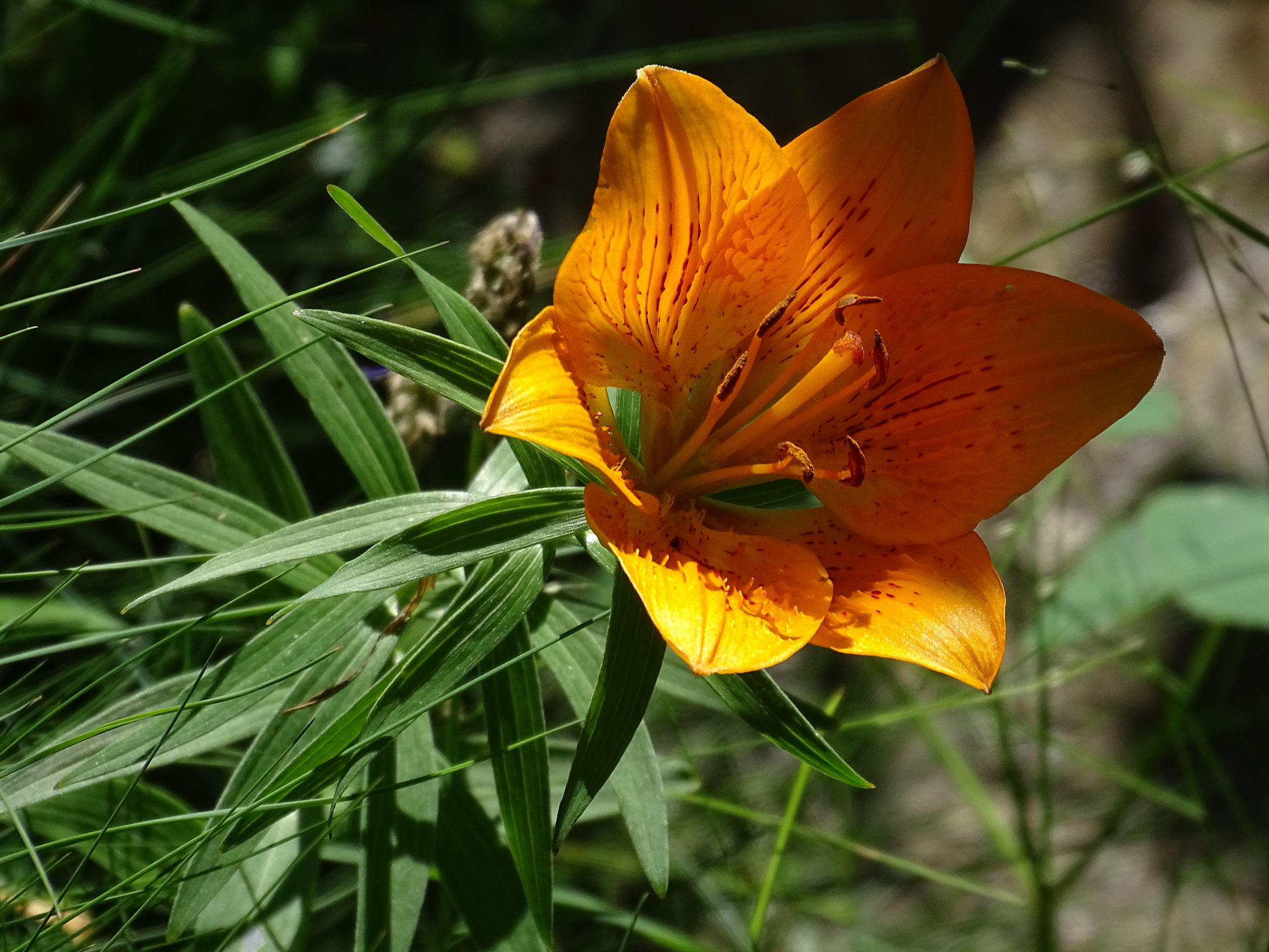 lilium_bulbiferum_croceum3mv