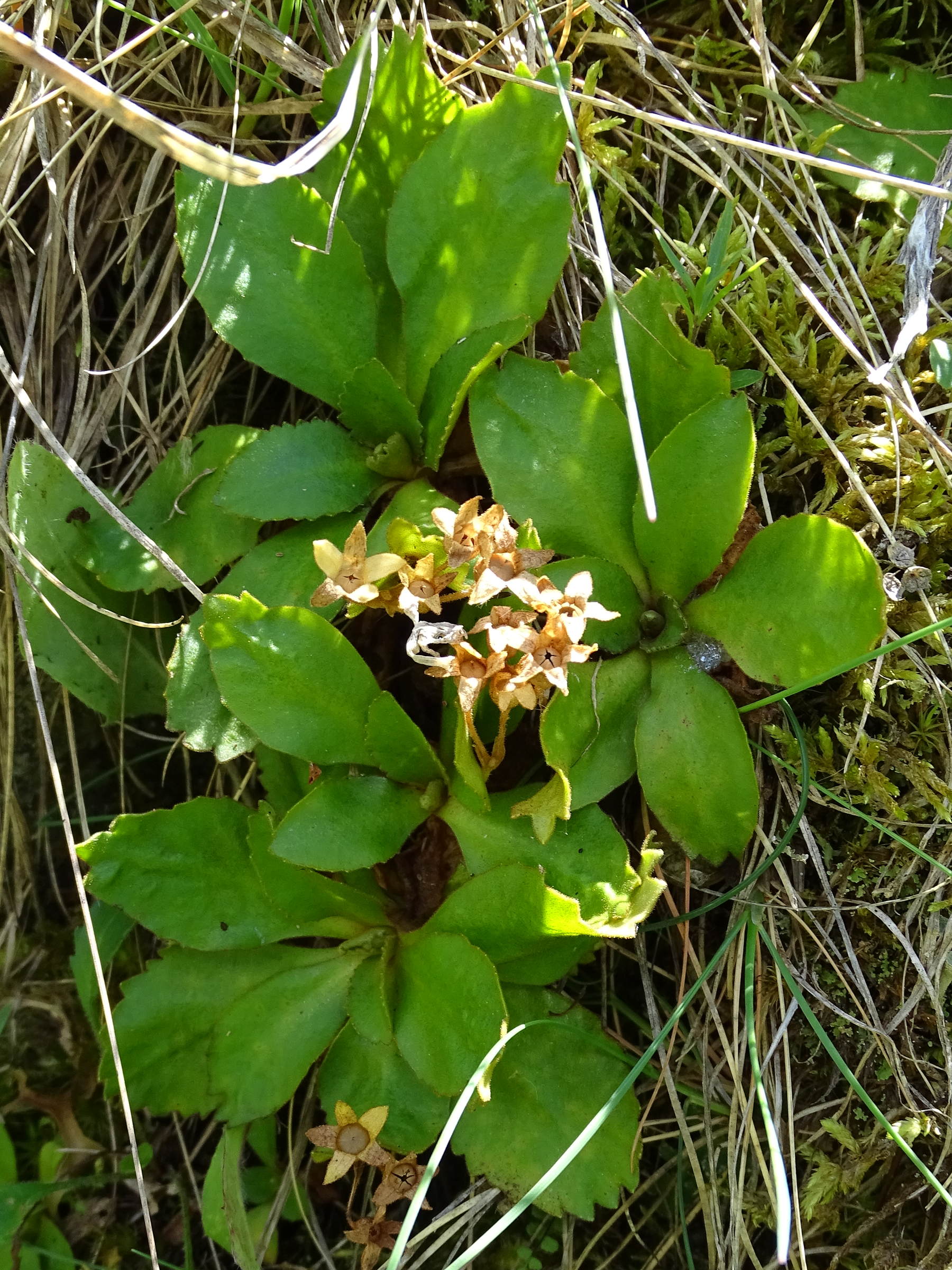 Afficher le média primula_hirsuta5mv primula_hirsuta5mv