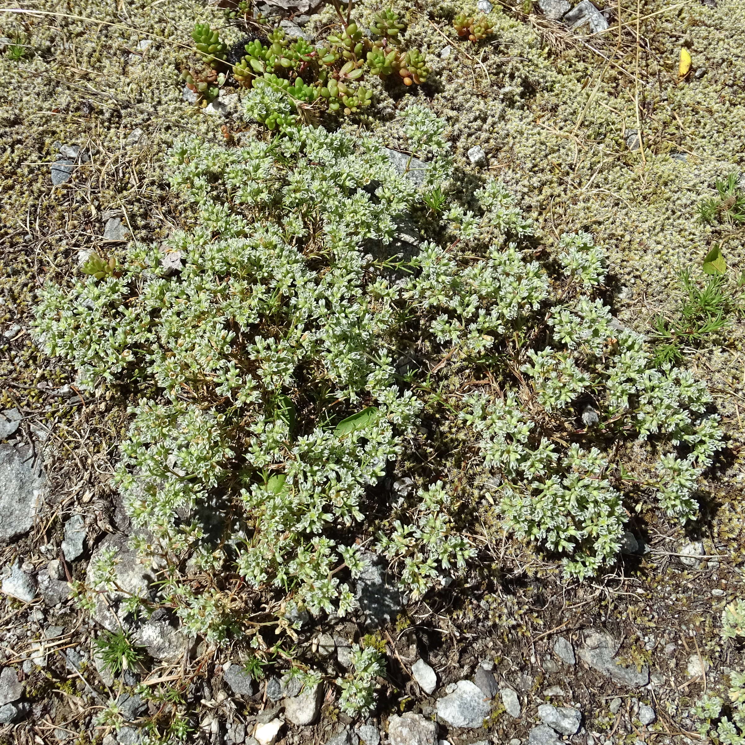 Afficher le média scleranthus_perennis6mv scleranthus_perennis6mv