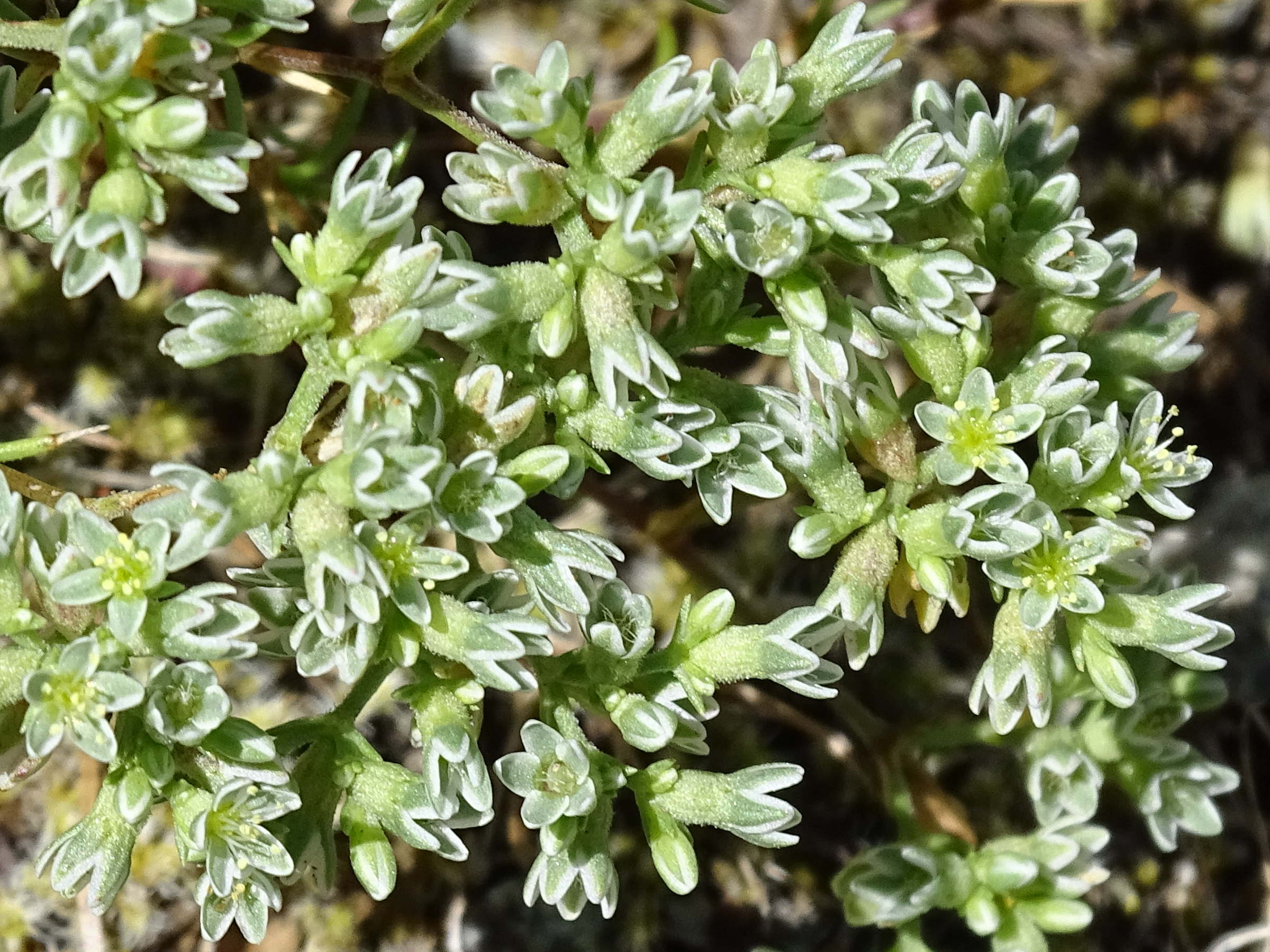 Afficher le média scleranthus_perennis7mv scleranthus_perennis7mv