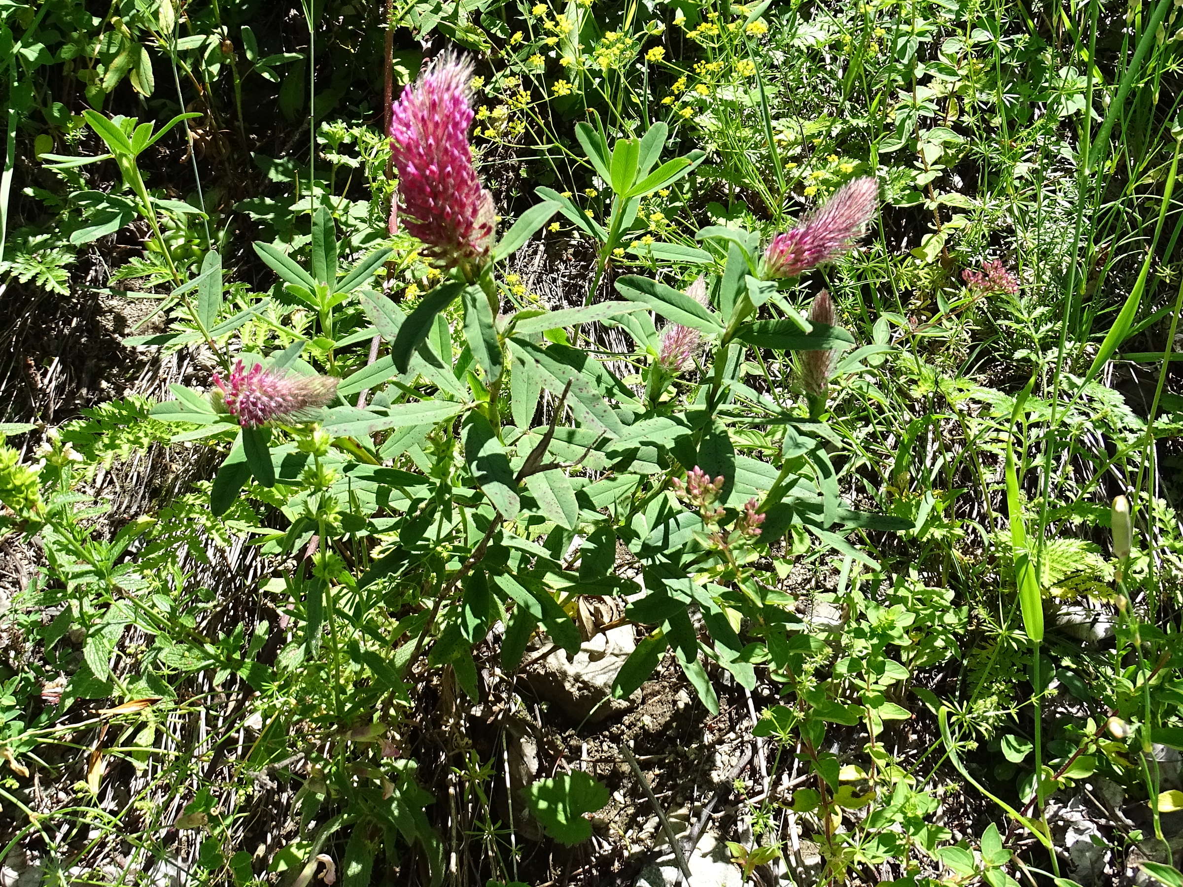 Afficher le média trifolium_rubens5mv trifolium_rubens5mv