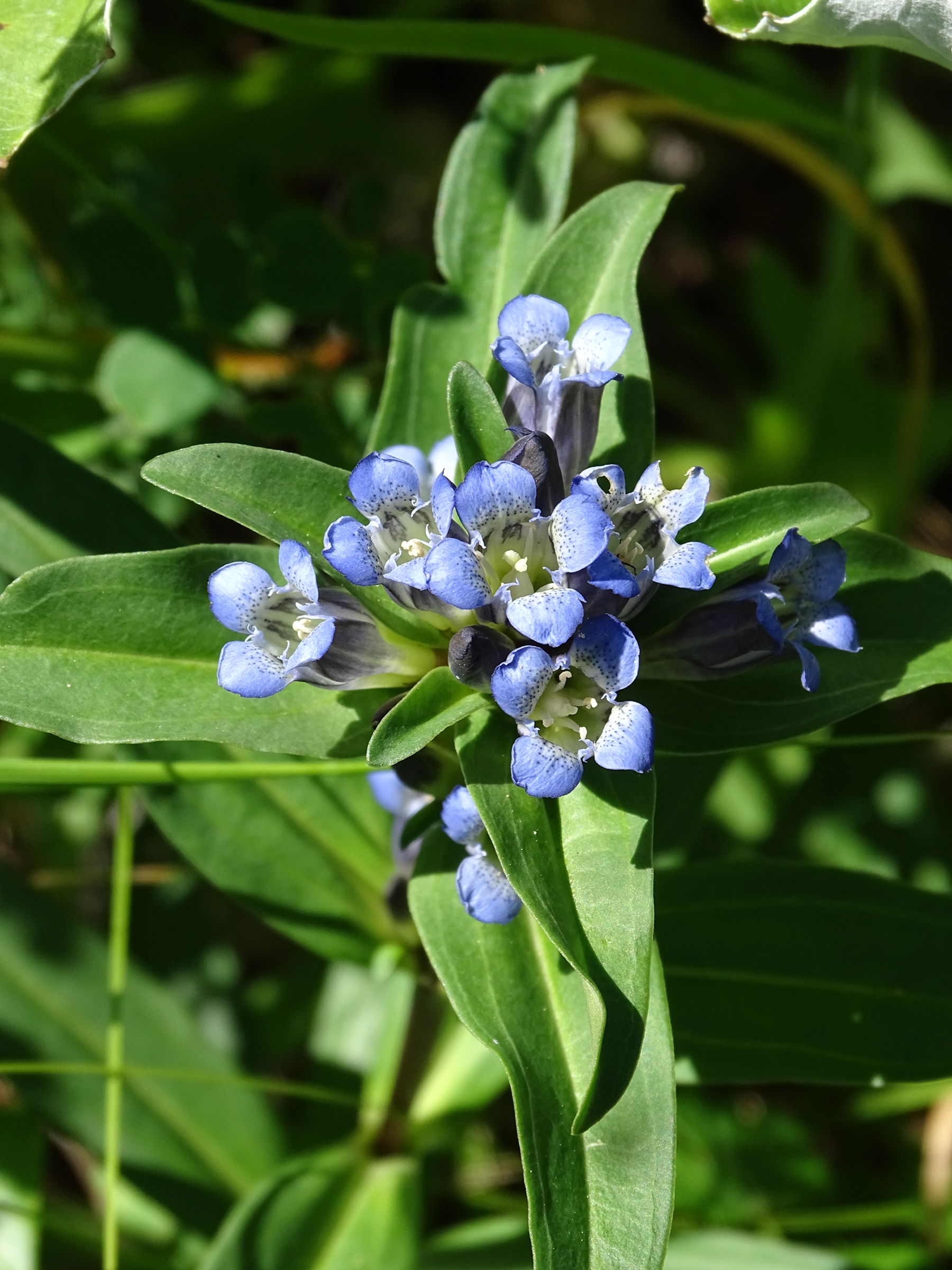 gentiana_cruciata5mv