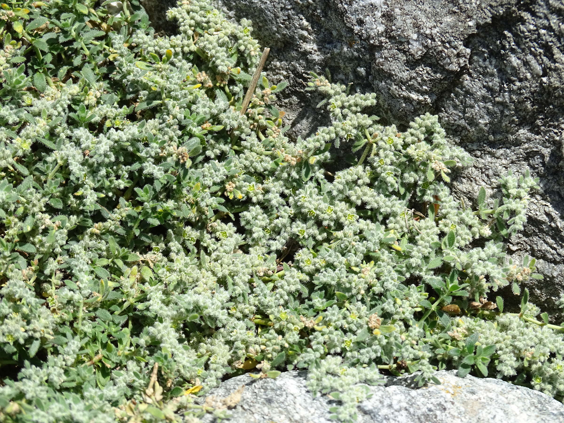 Afficher le média herniaria_incana1mv herniaria_incana1mv