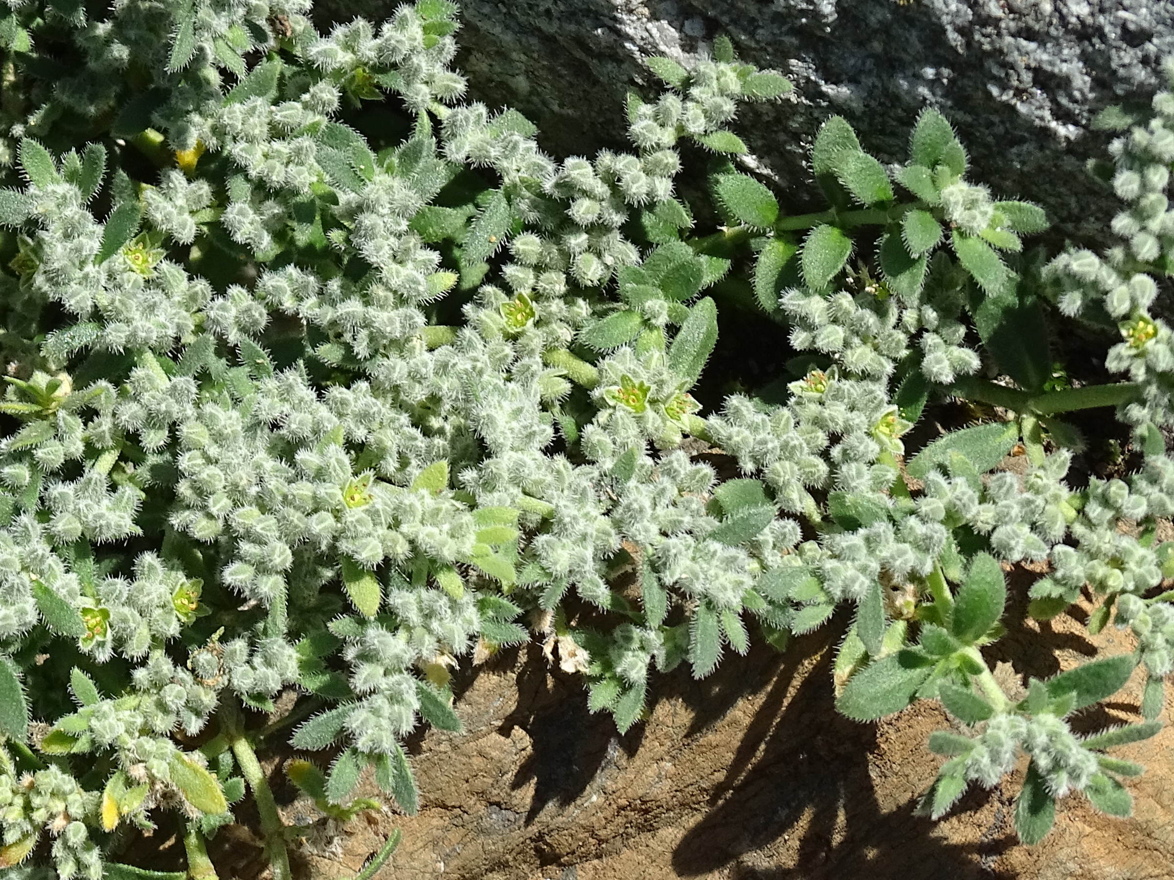 Afficher le média herniaria_incana2mv herniaria_incana2mv