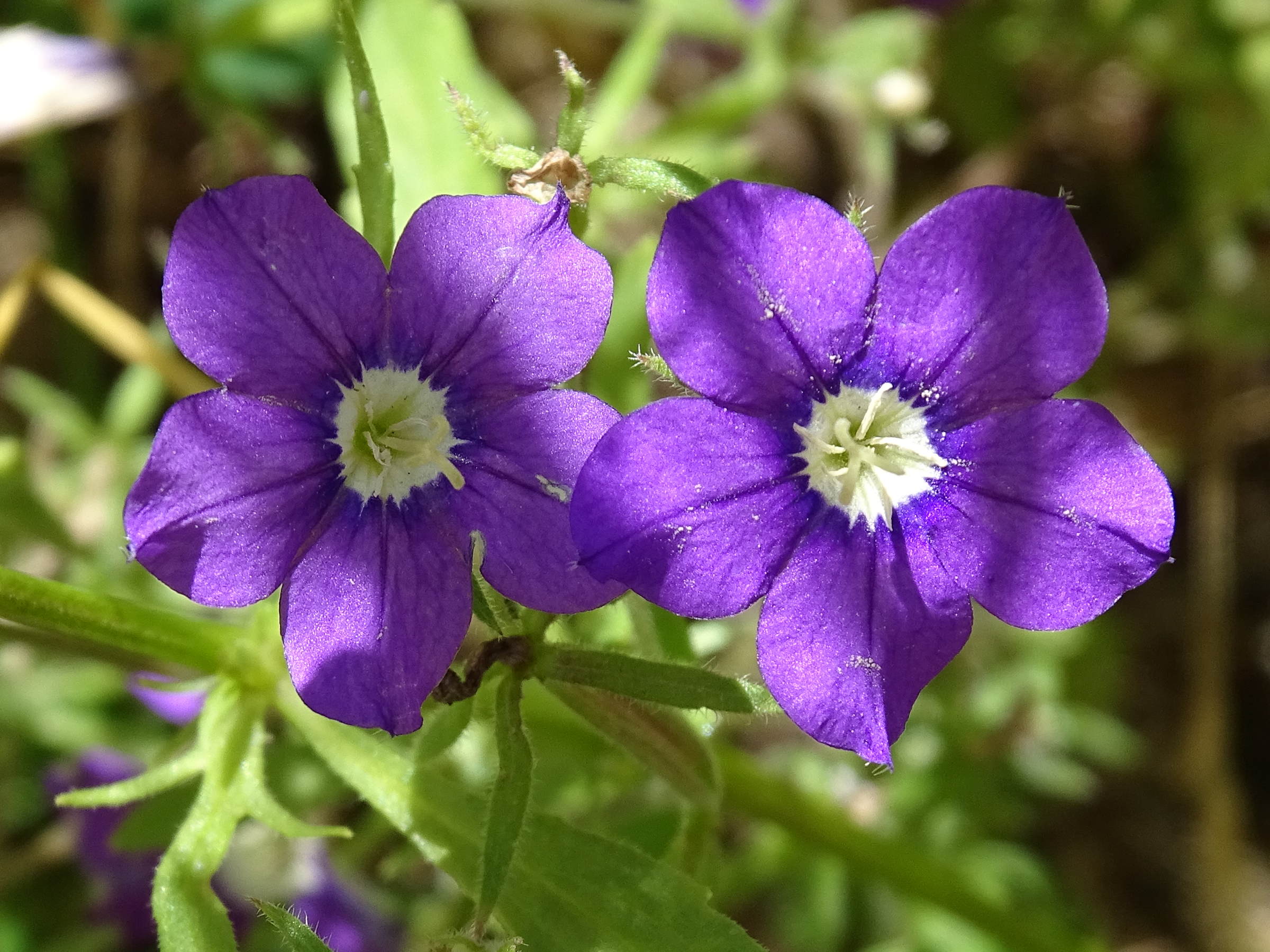 Afficher le média legousia_speculum-veneris7mv legousia_speculum-veneris7mv