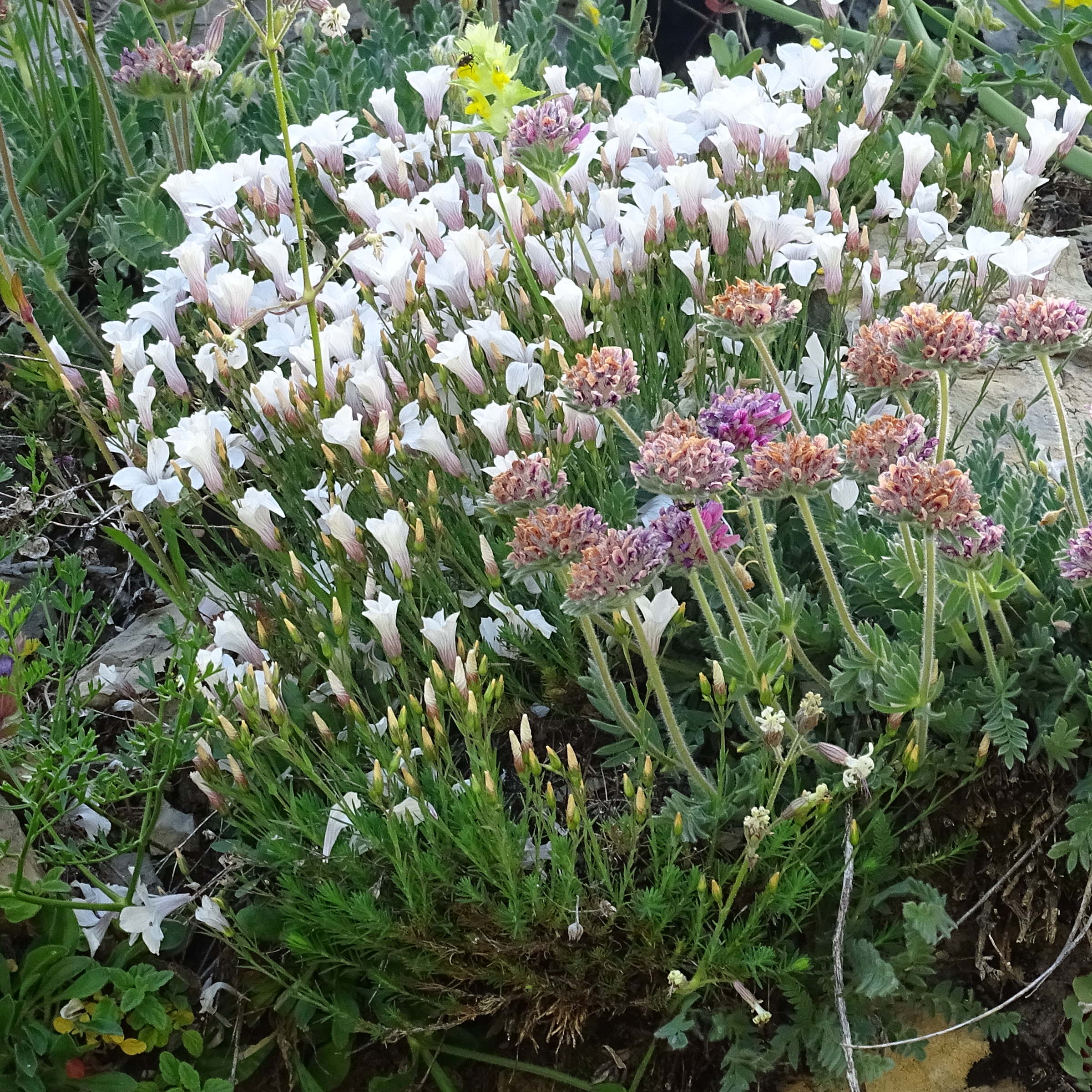 Afficher le média linum_suffruticosum_appressum3mv linum_suffruticosum_appressum3mv