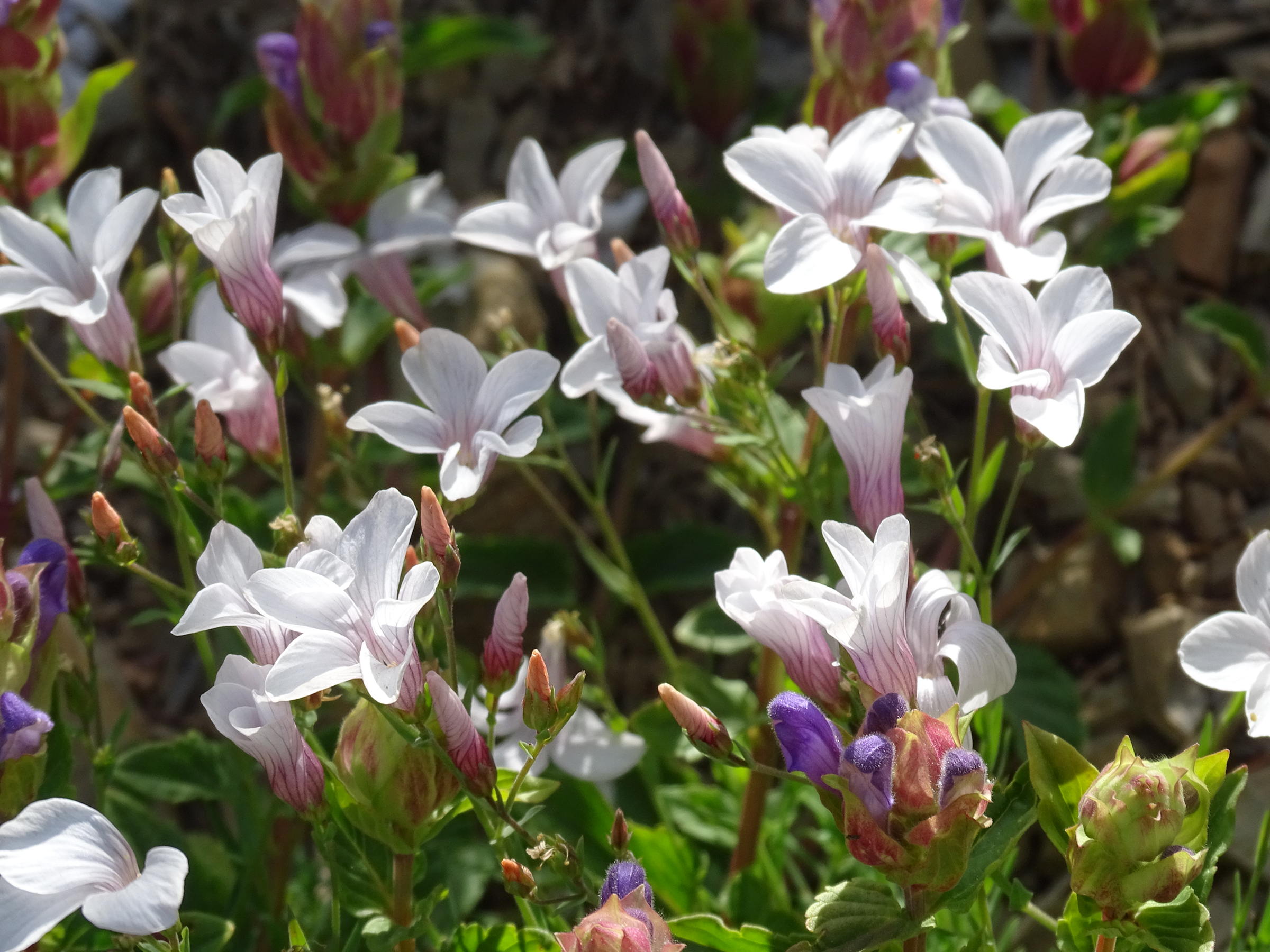 Afficher le média linum_suffruticosum_appressum4mv linum_suffruticosum_appressum4mv