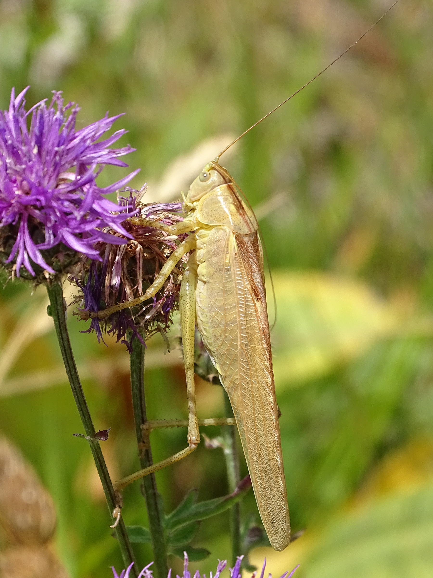 tettigonia_viridissima7mv