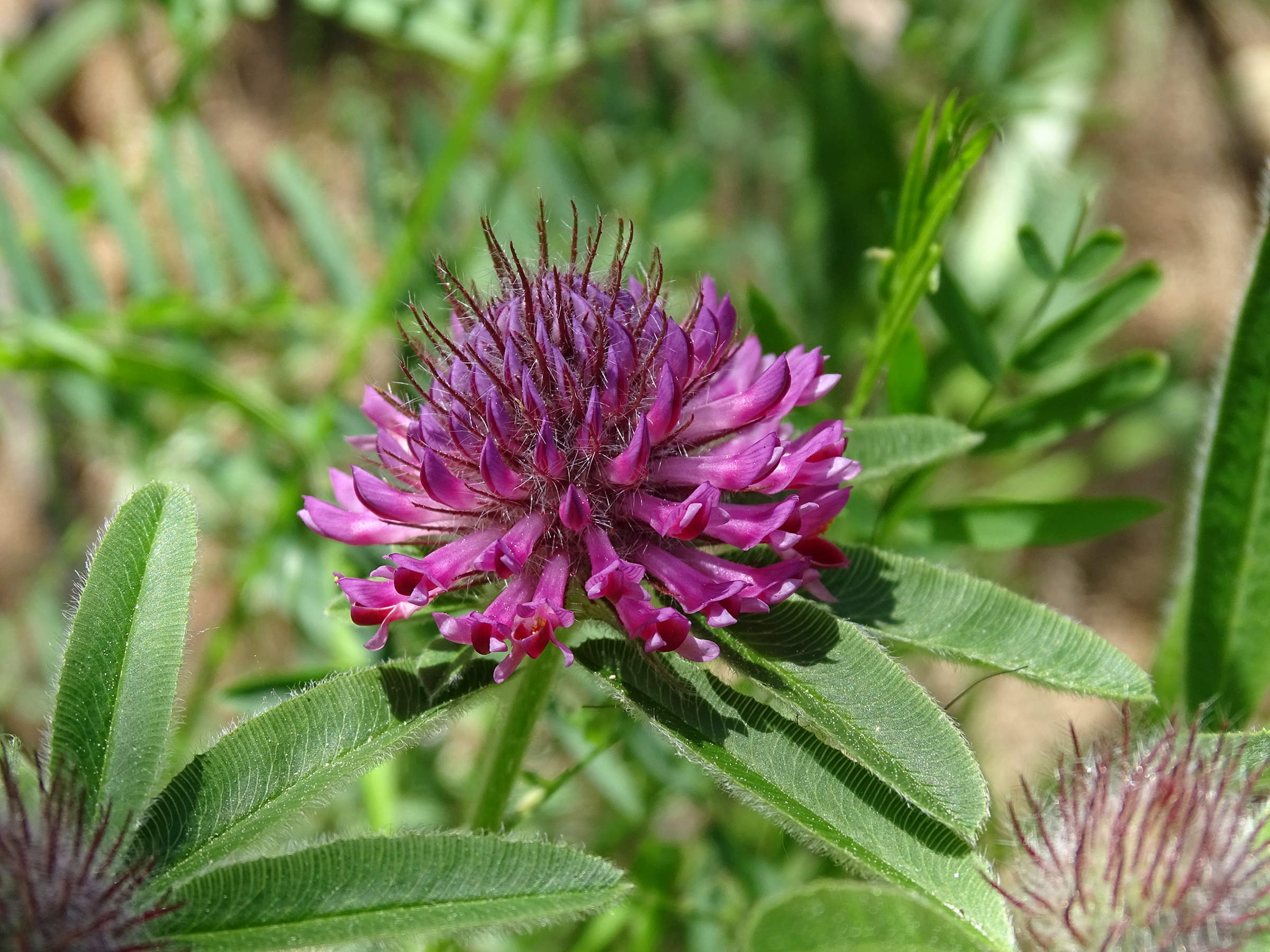trifolium_alpestre4mv