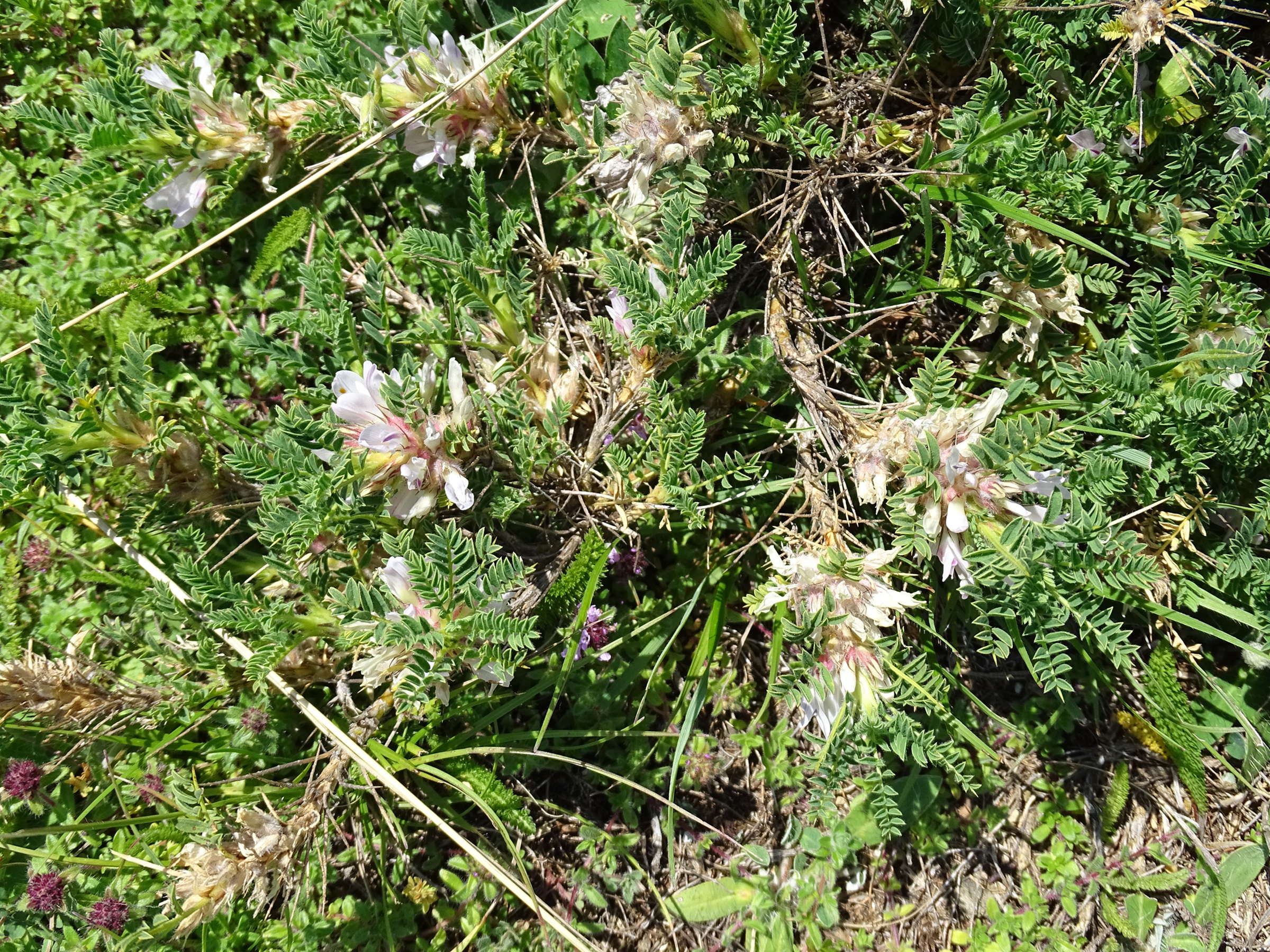 Afficher le média astragalus_sempervirens4mv astragalus_sempervirens4mv