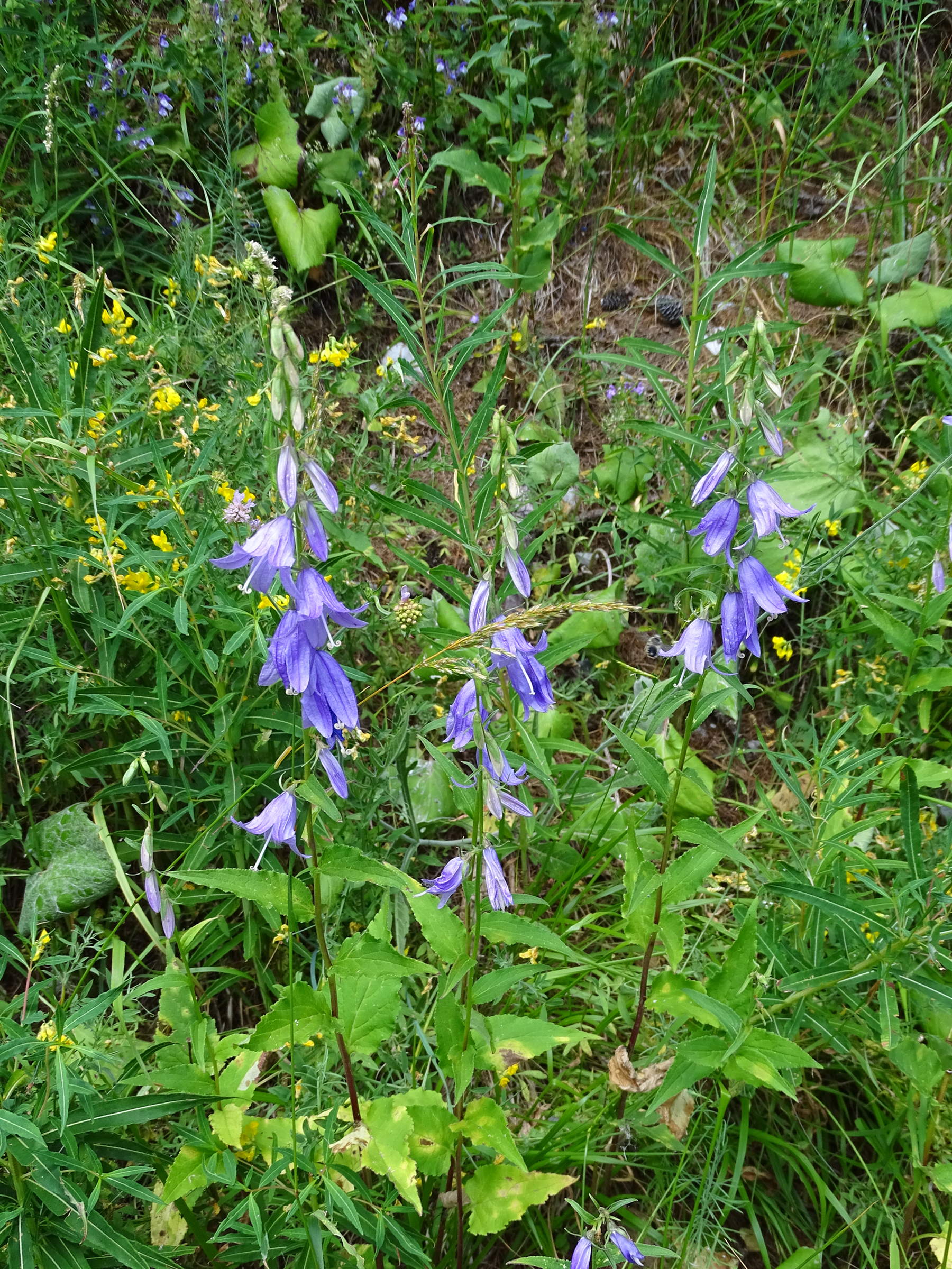campanula_rapunculoides3mv