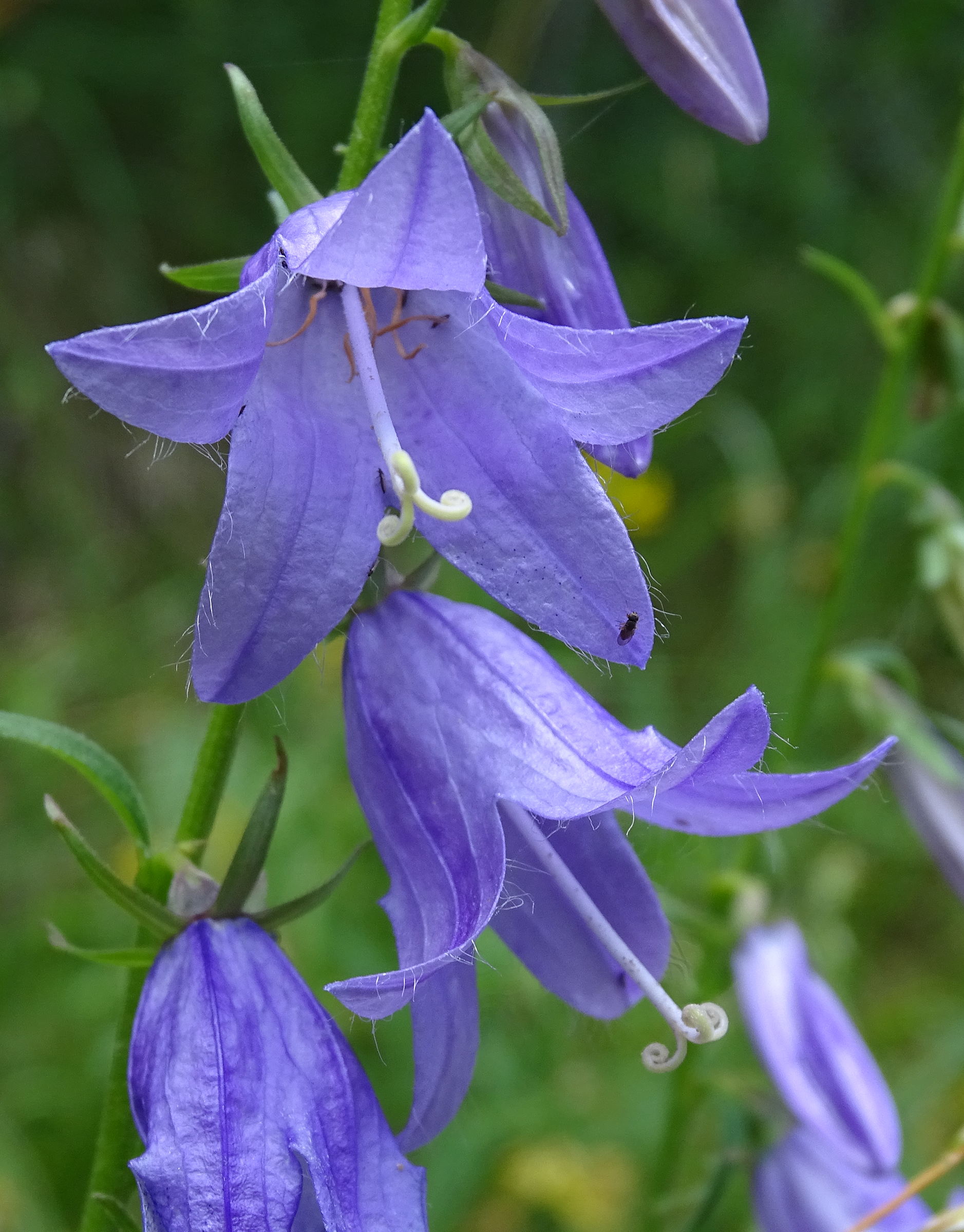 campanula_rapunculoides4mv