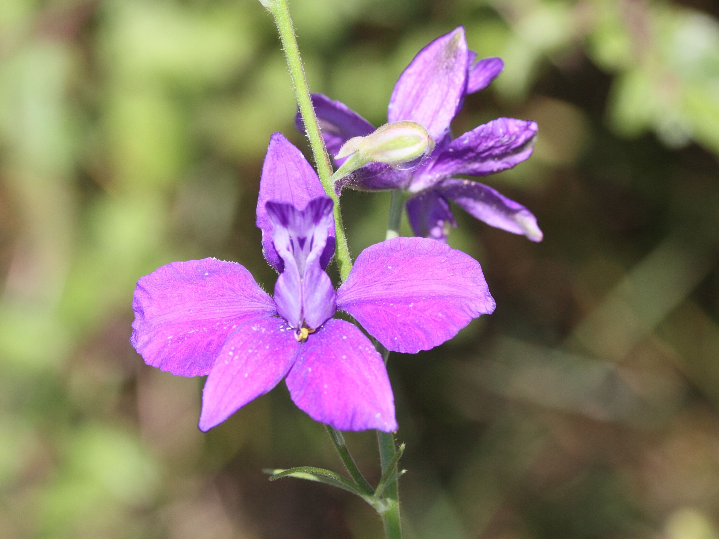 delphinium_ajacis4md