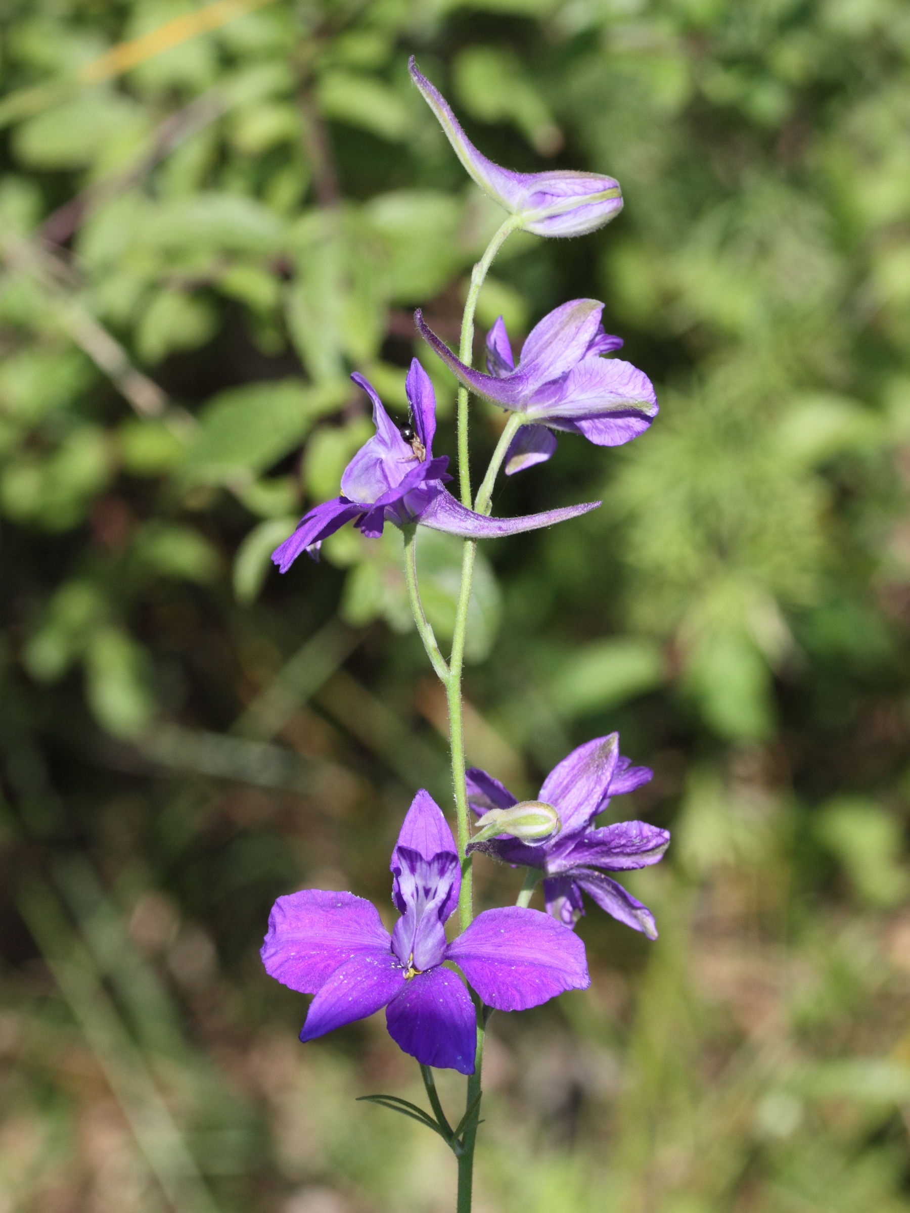 delphinium_ajacis5md