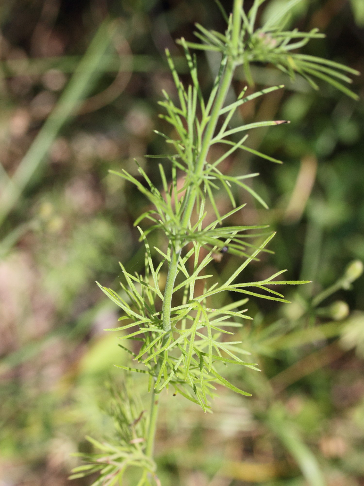 delphinium_ajacis6md